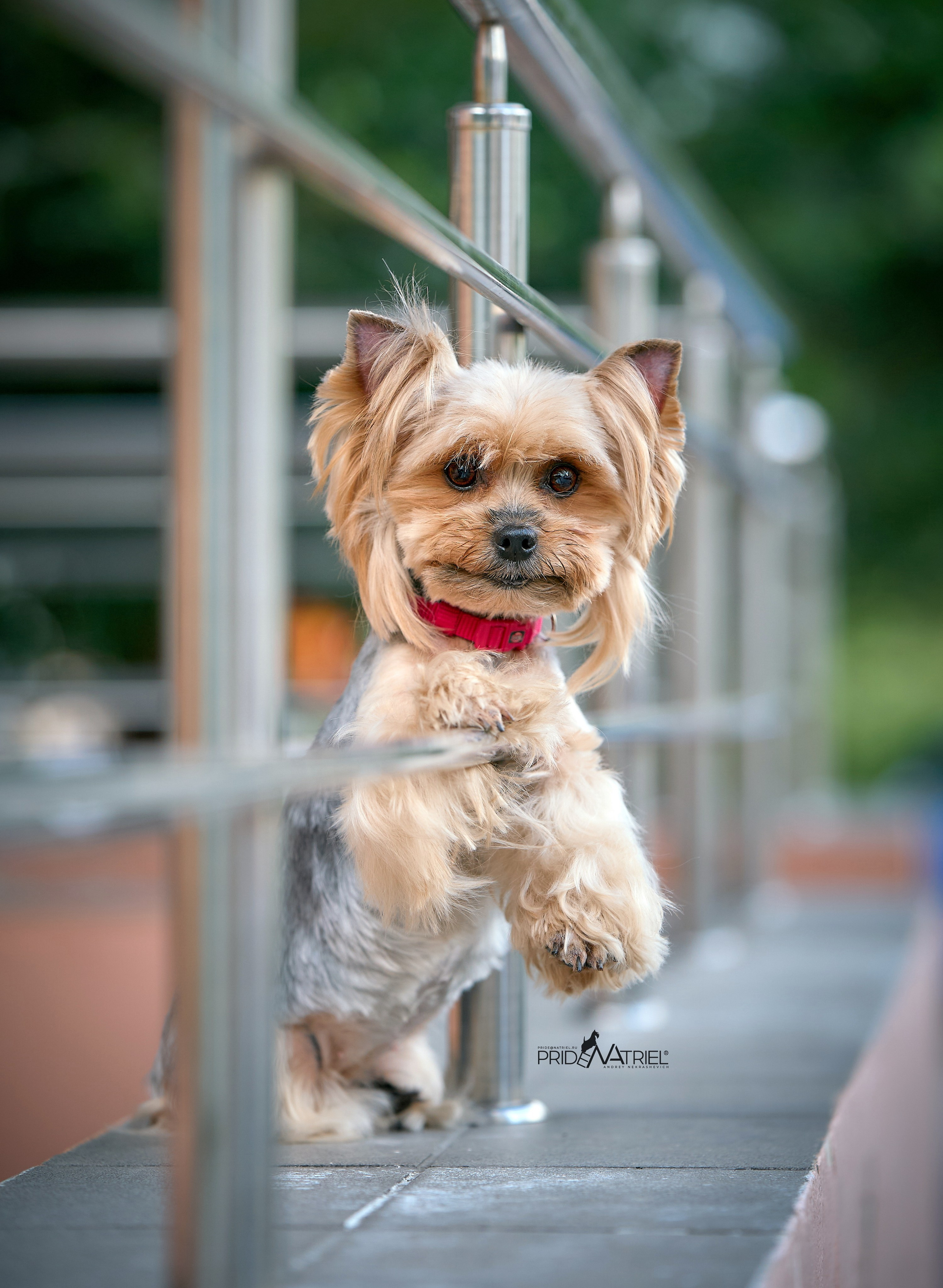 Йоркширский терьер Циля