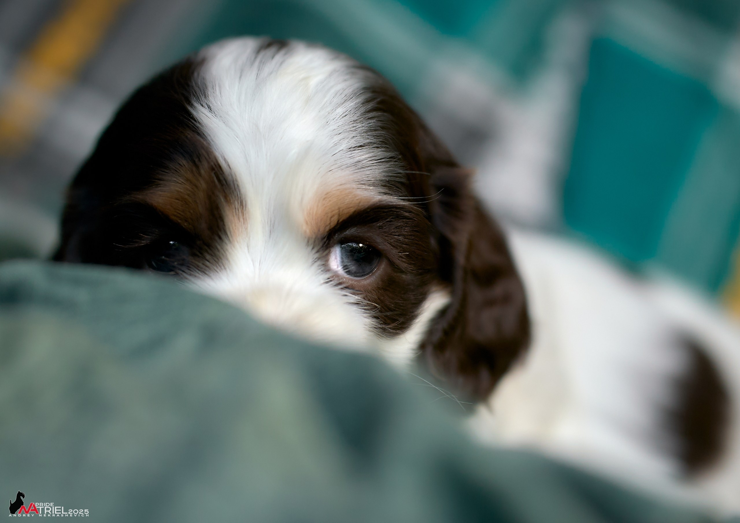 Щенки АмКокеров