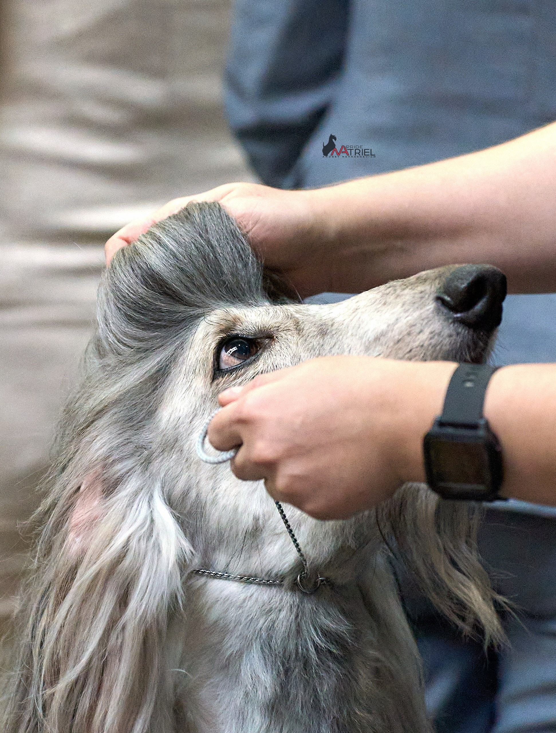 Картинки с выставки — галерея NATRIEL