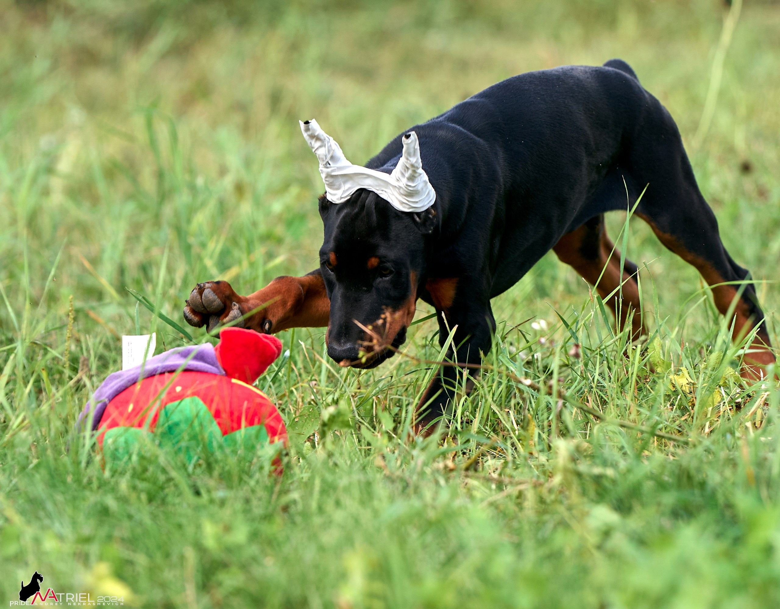 Съемка щенков доберманы