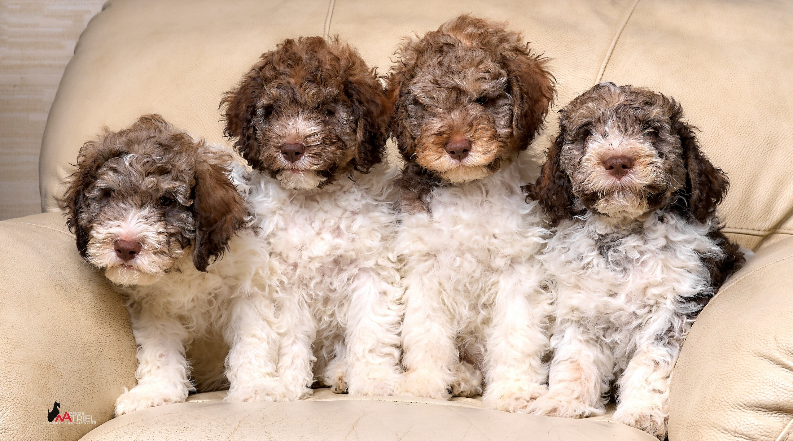 Щенки дома — галерея NATRIEL