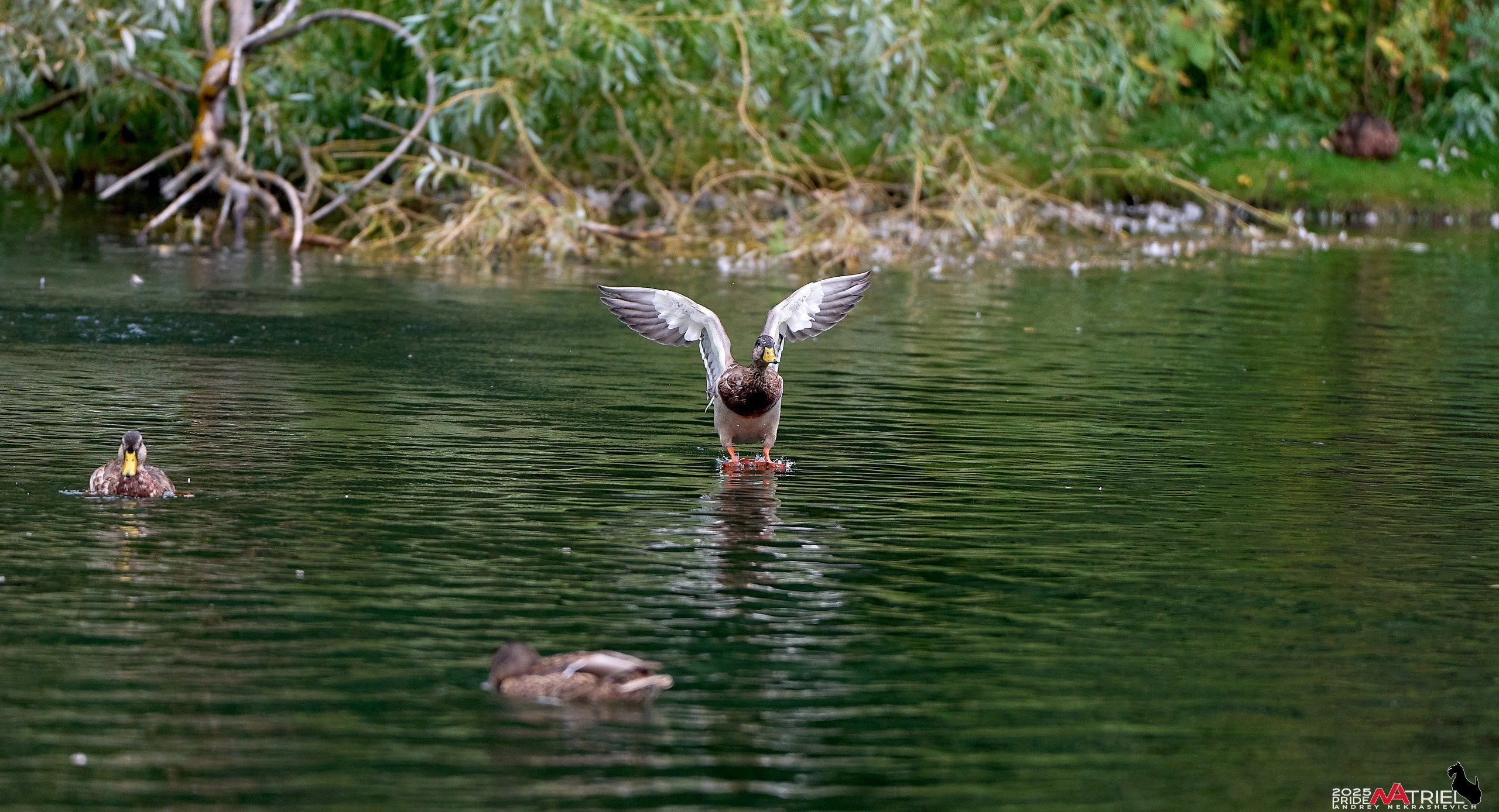Утки на пруду