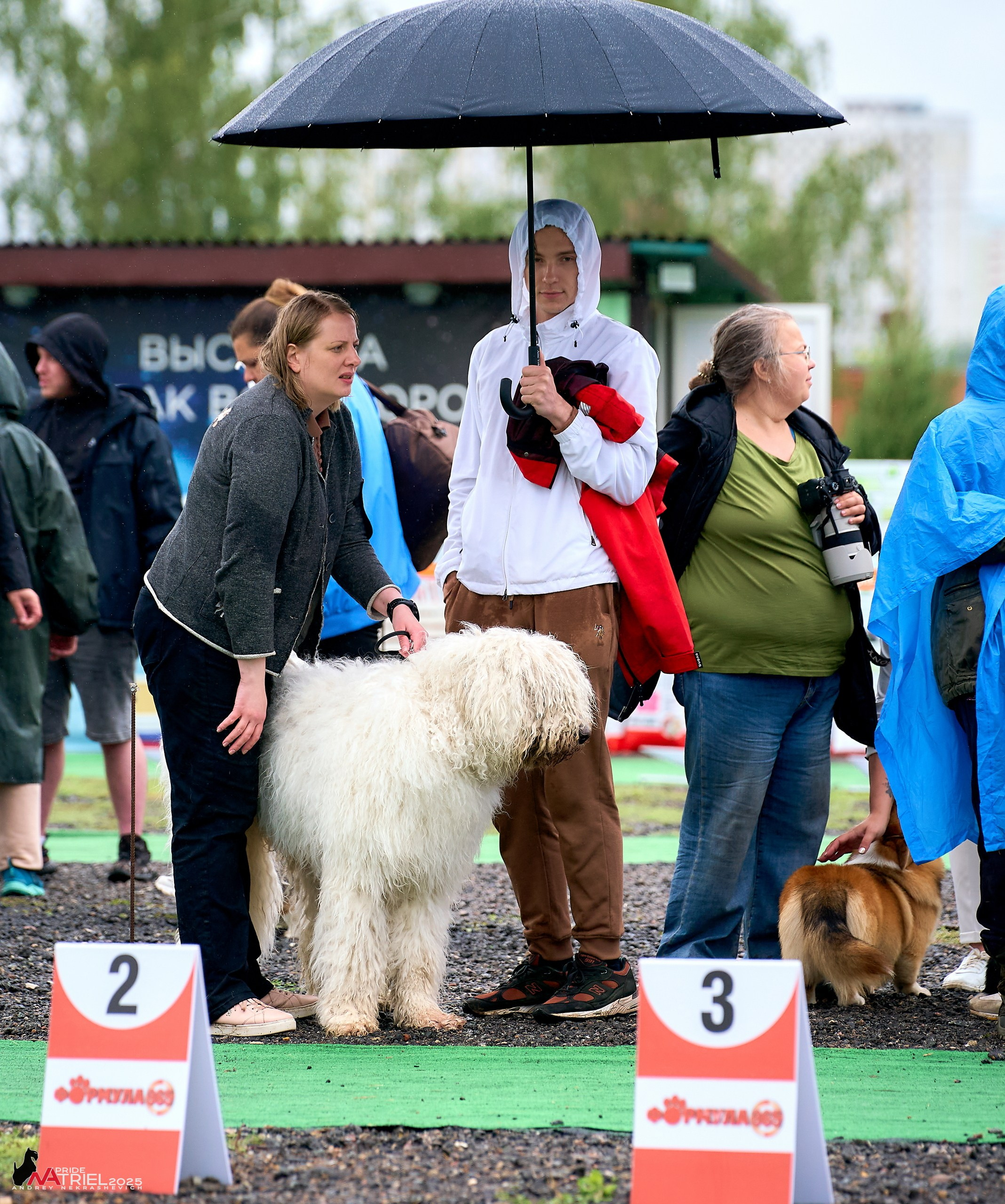 Репортаж с выставки собак