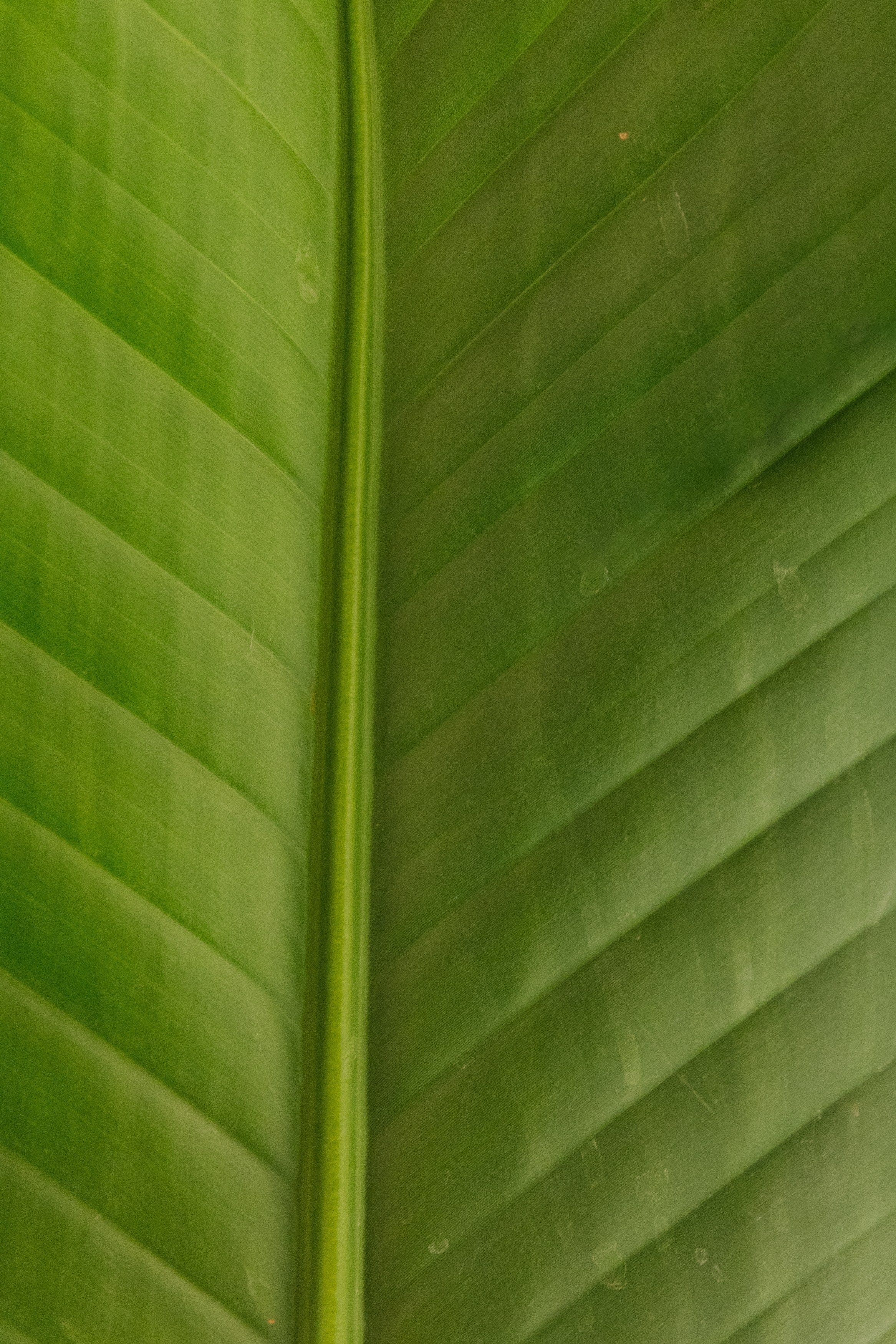 РЕСТОРАНЫ. Контент фотограф в Москве Ник Фрост