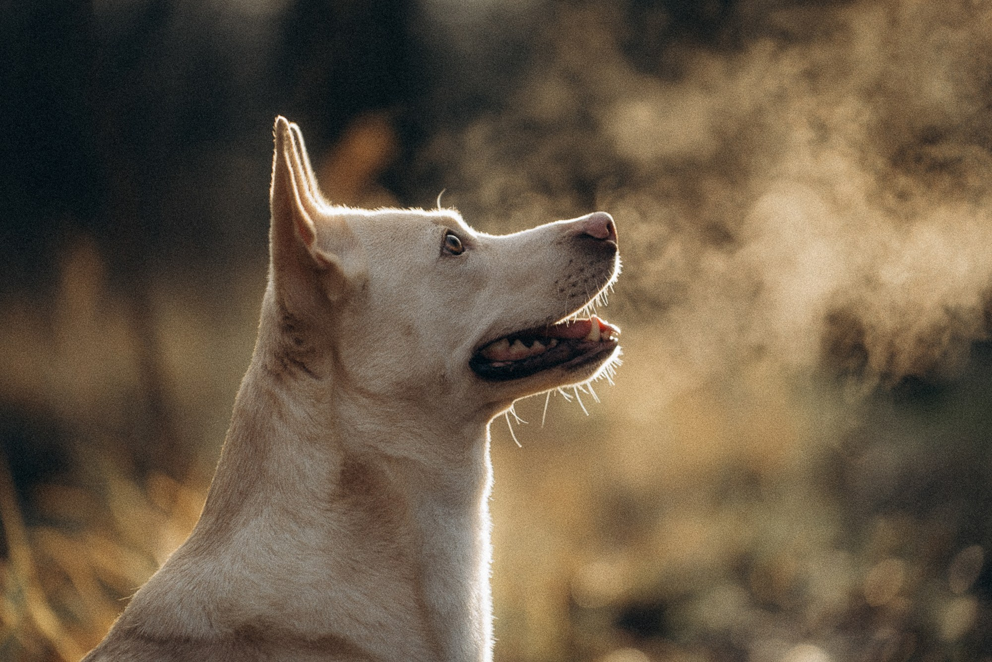 Туся. Фотограф анималист в Москве и Санкт-Петербурге Свиридова Анна
