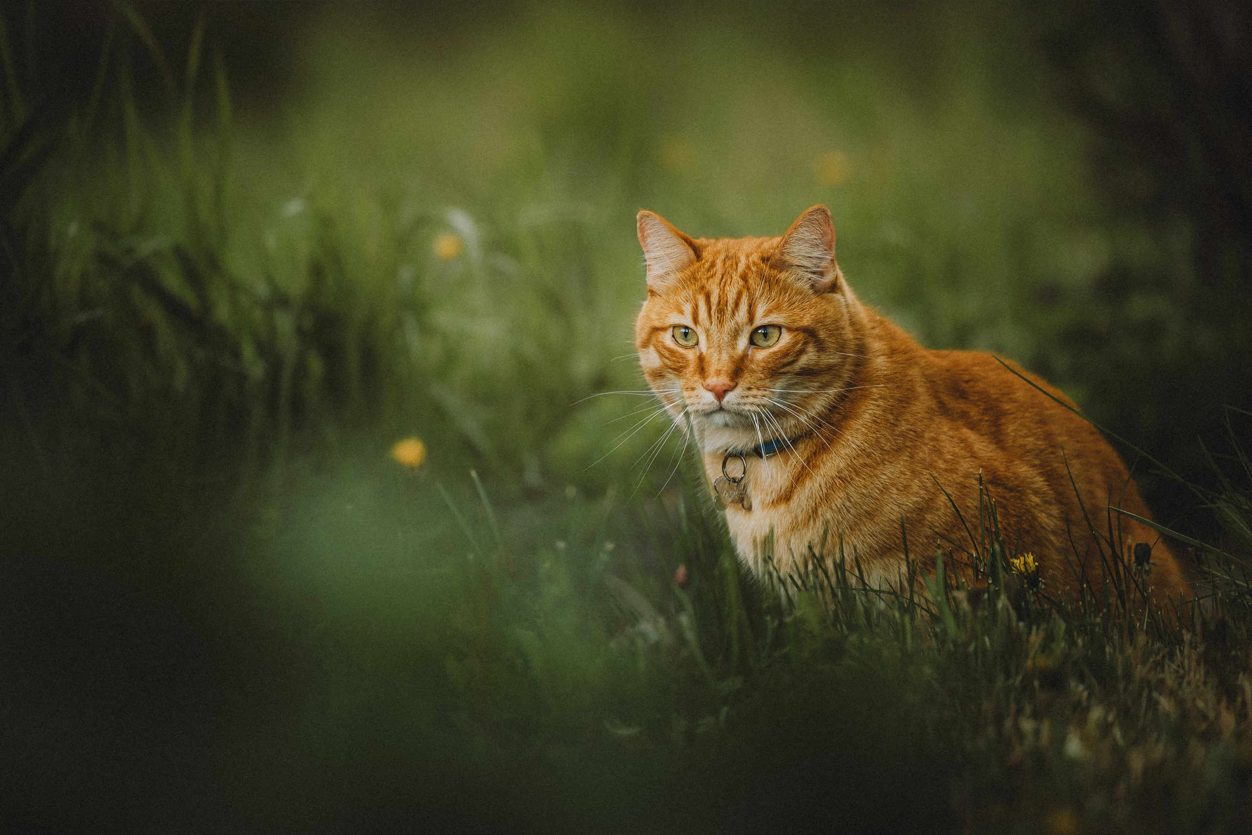 Леброн, Муся и Ира