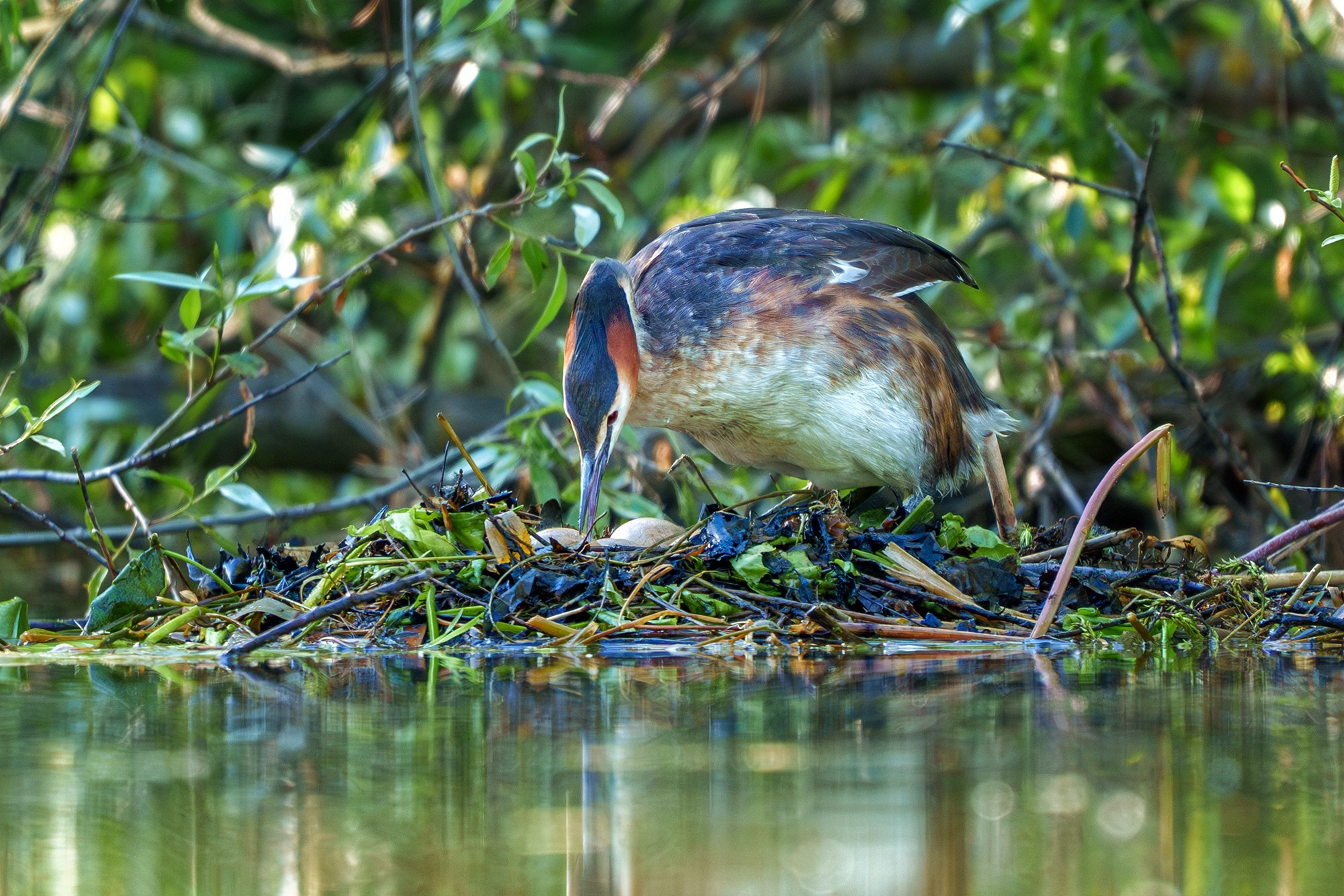 Удивительные мир птиц. Вокруг нас столько прекрасного — присмотритесь!. Ваш личный фотограф Марина Волкова