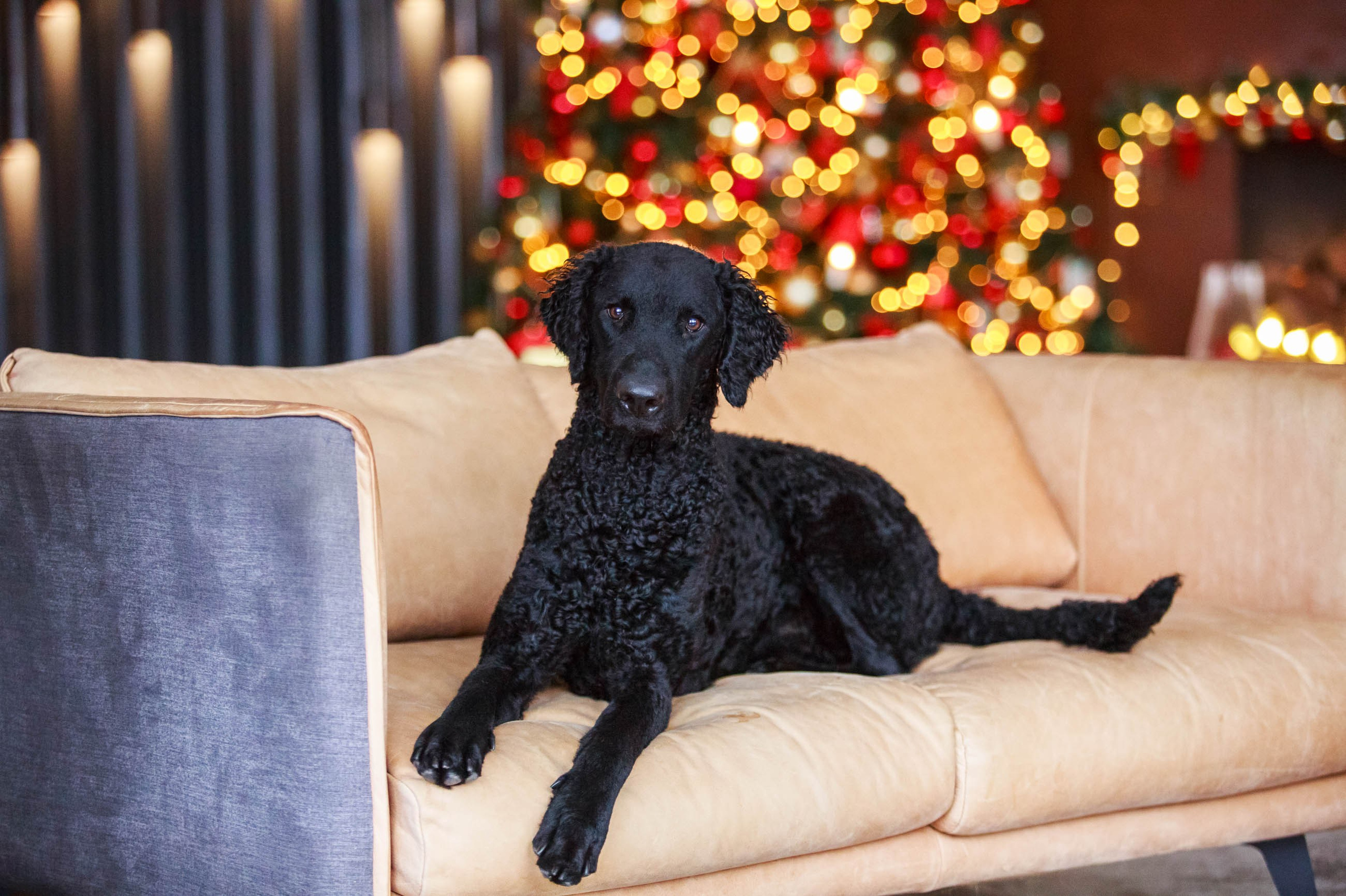 Лабрадор ретривер и курчавошерстный ретривер фотосессия на Новый год в фотостудии. Семейный и детский фотограф в Москве Мария Быкова