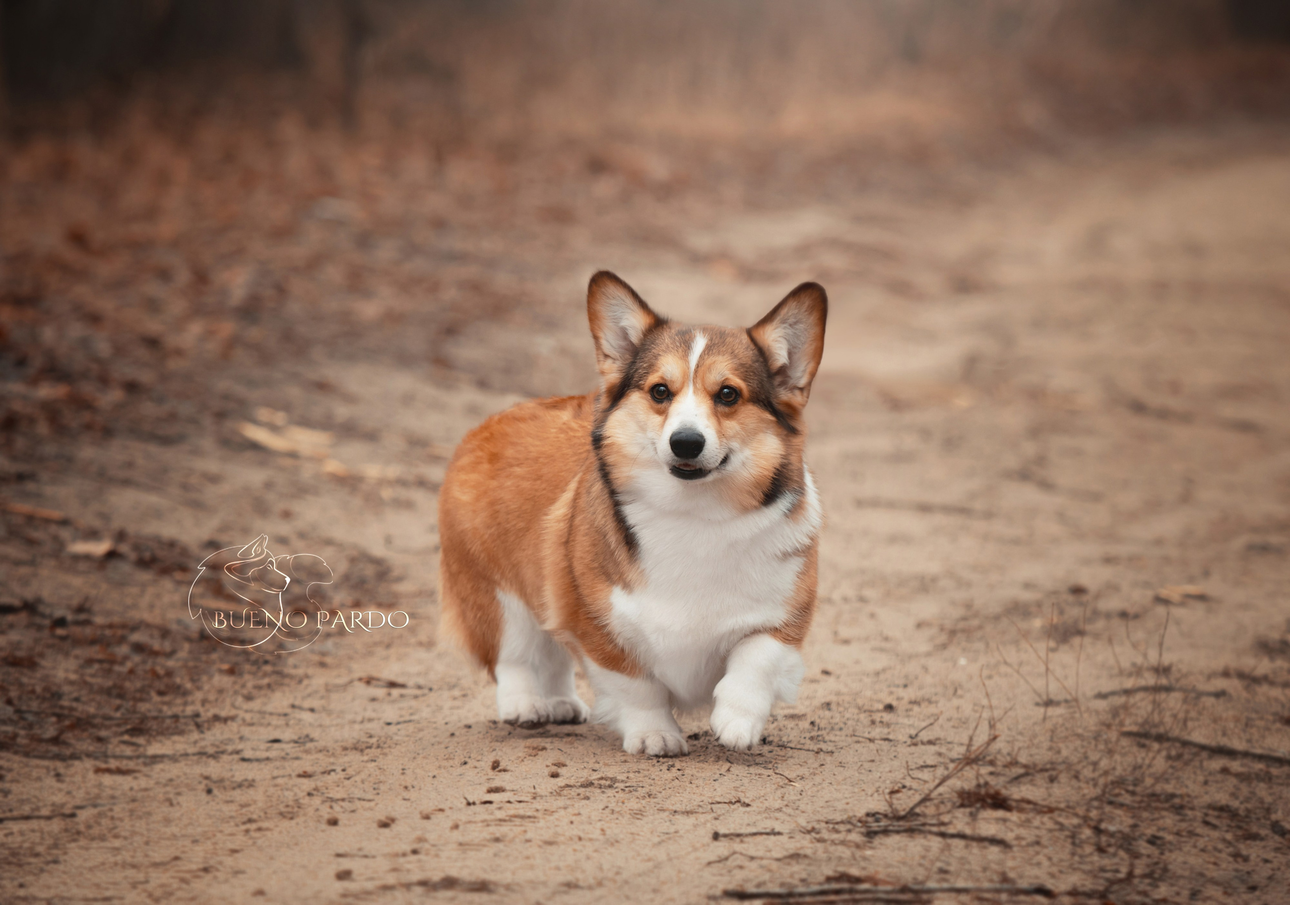 Щенки вельш корги пемброк из питомника. Питомник собак Акита, Хаски, Корги