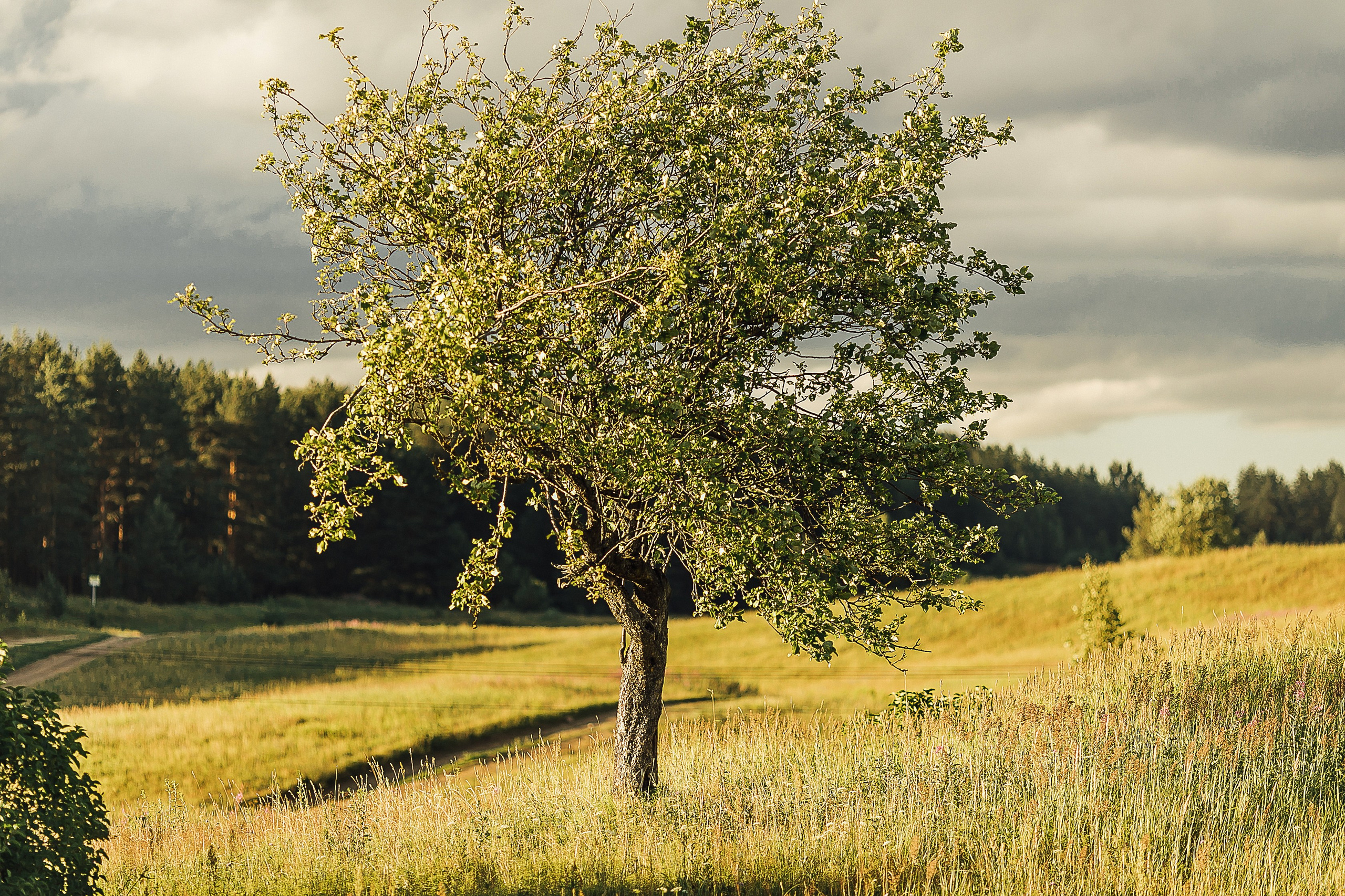 Детский день Рождения 1 год. Детский и семейный фотограф Муксимова Ирина