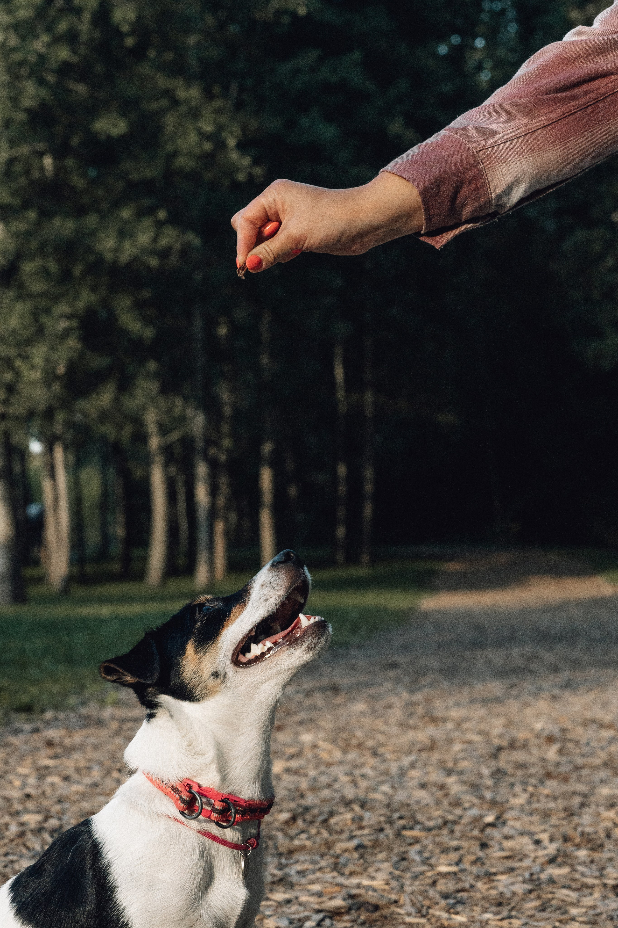 Аня и Луна. Фотограф и видеограф в Тюмени Екатерина Чернецкая
