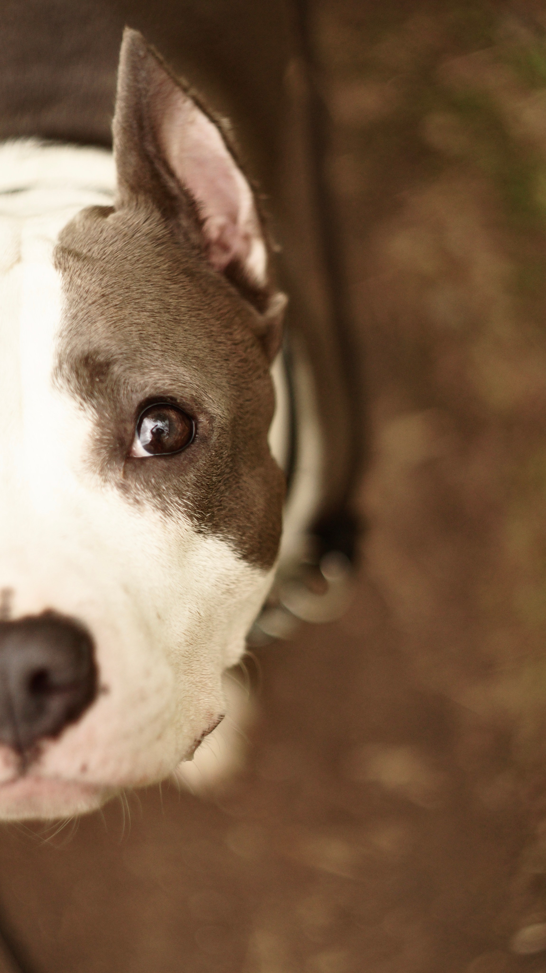 Луна. Профессиональный фотограф