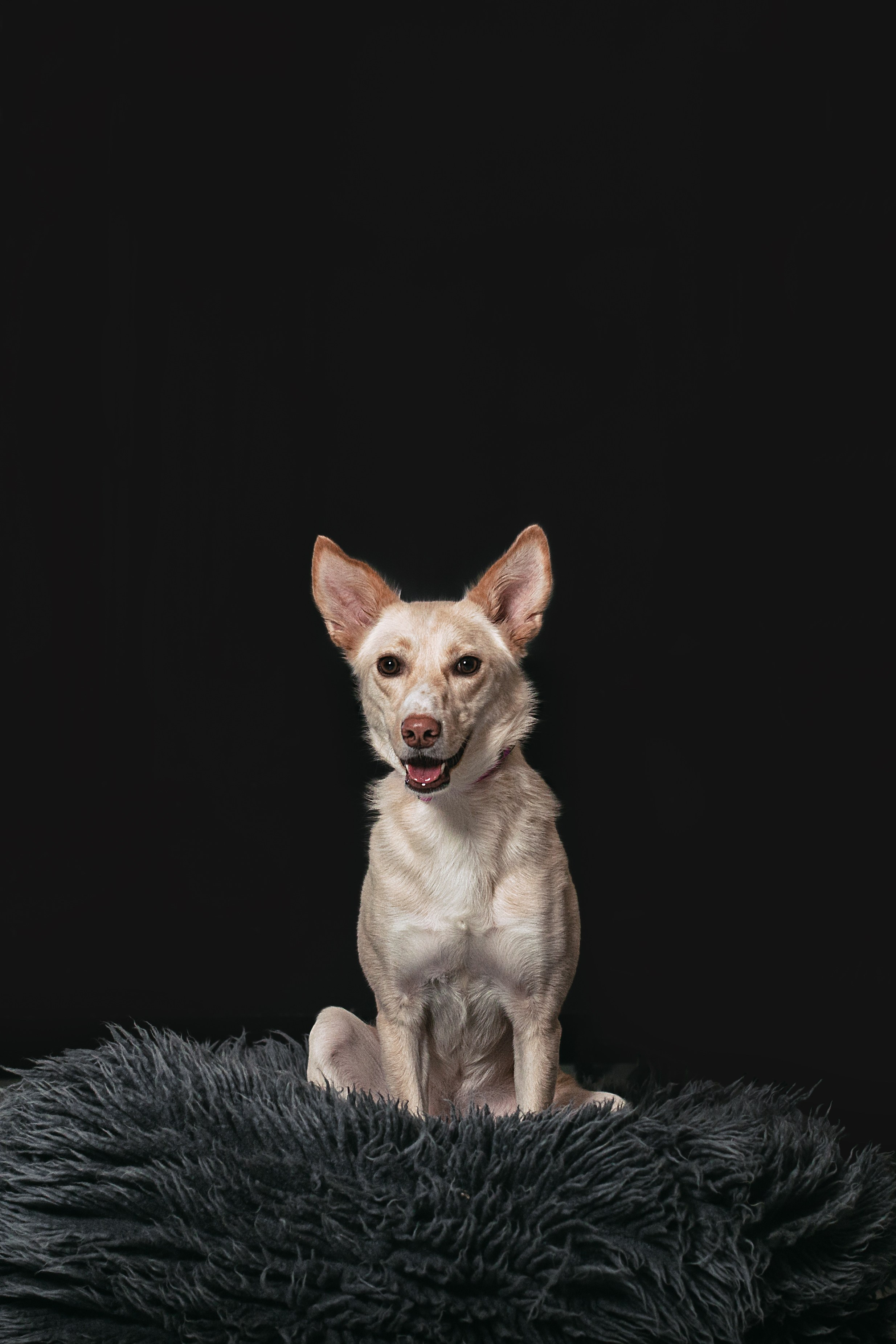 Студийная съемка 2 собак 2024. Фотограф-анималист Татьяна Степанова