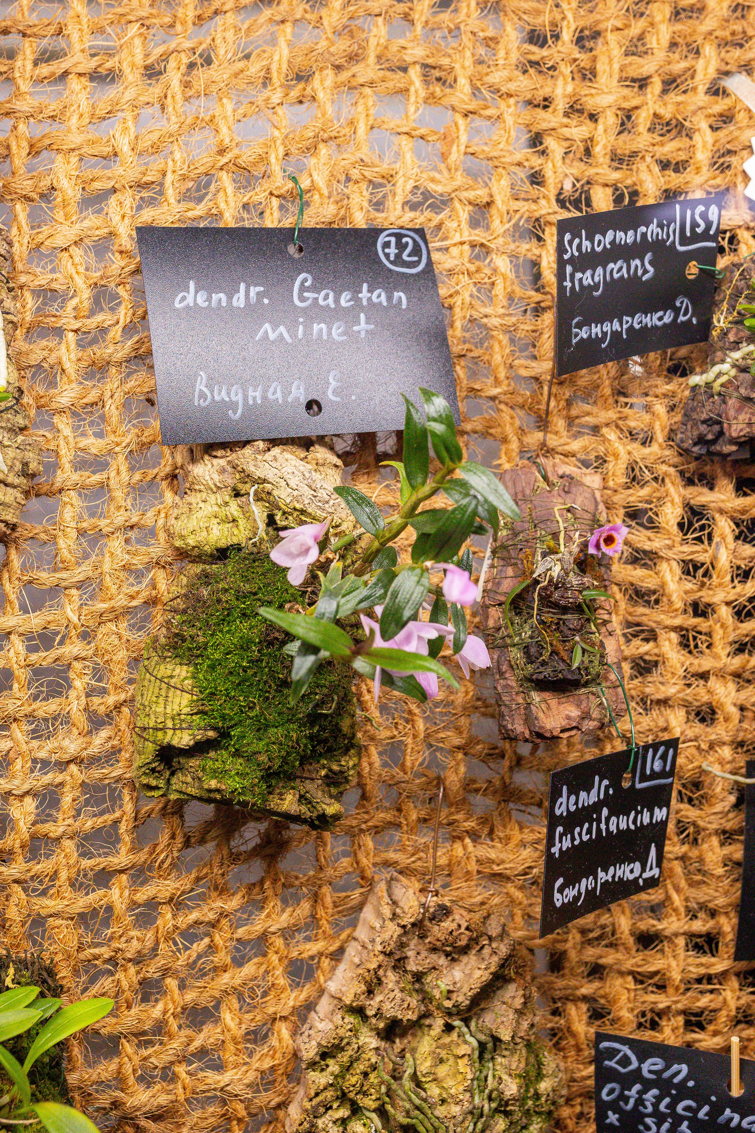 Орхидиум сентябрь 2025. Александра Куликова фотограф, Москва