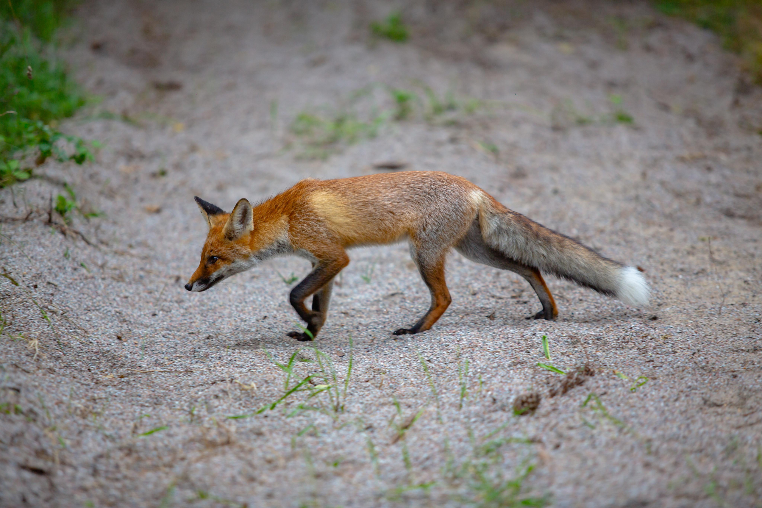 Куршская Коса. Photographer Sonkina Tatiana (Tanya Ash)