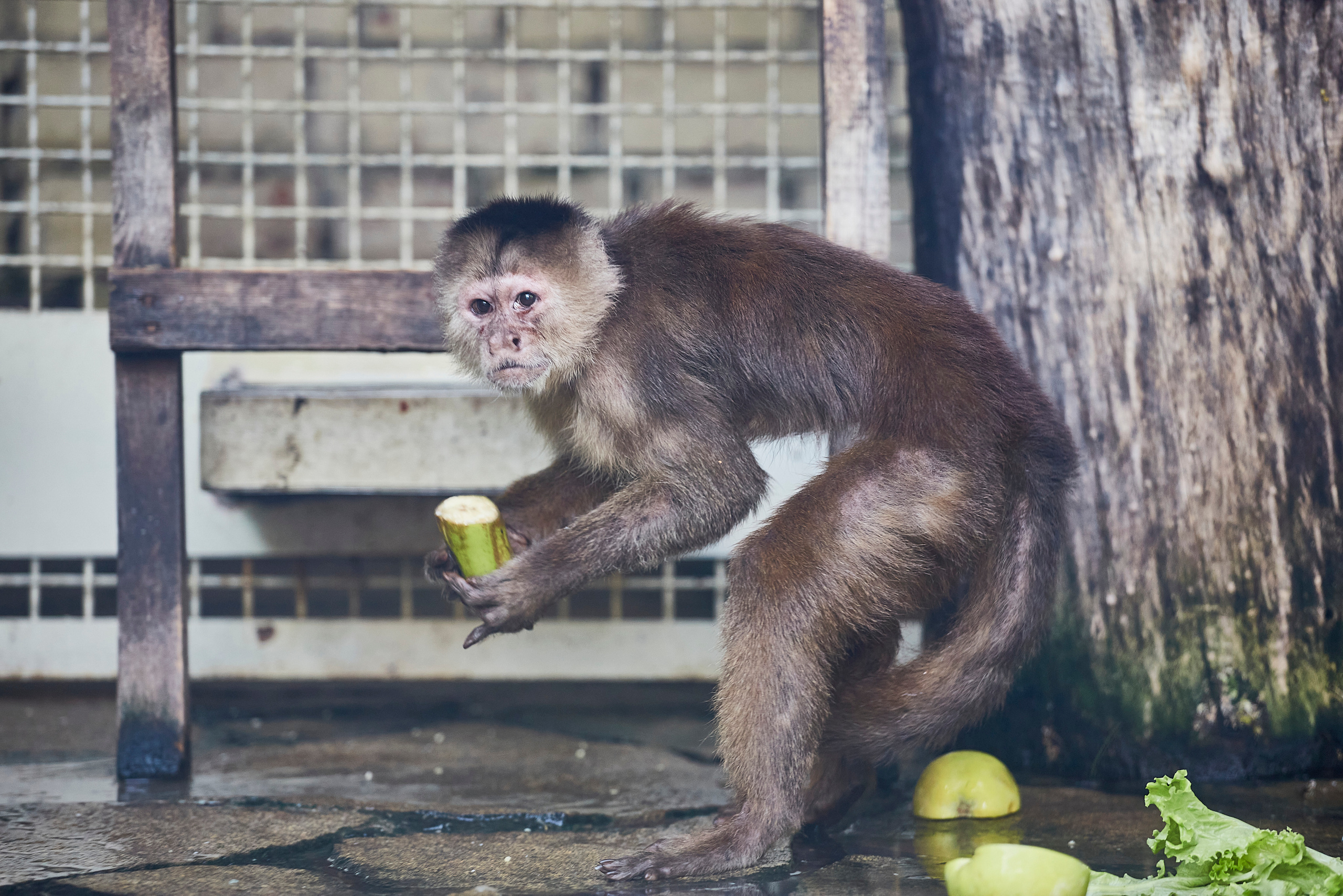 Екатеринбургский зоопарк. Photographer Sonkina Tatiana (Tanya Ash)