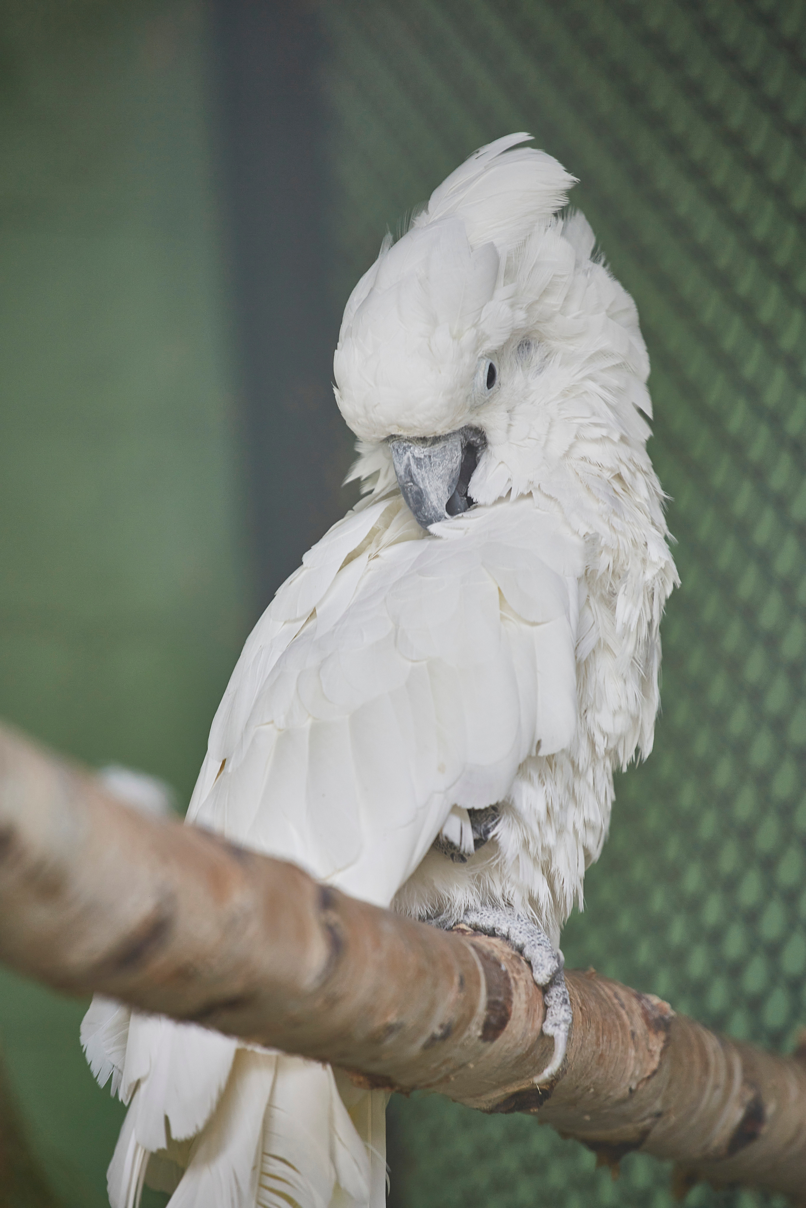 Екатеринбургский зоопарк. Photographer Sonkina Tatiana (Tanya Ash)