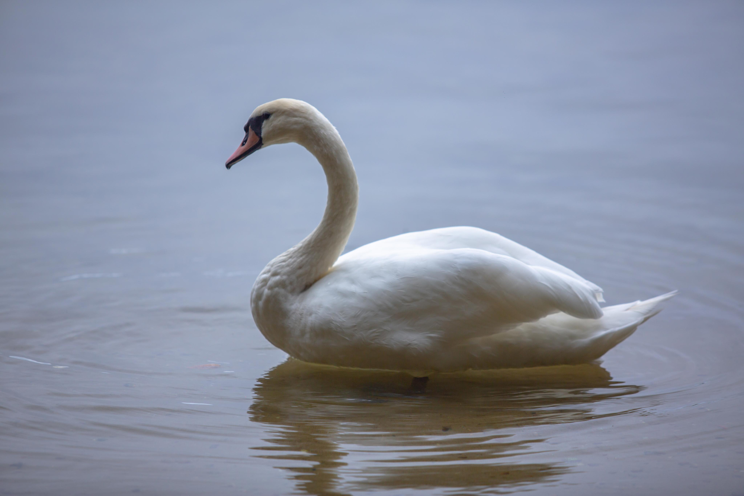 Виштынецкое озеро. Photographer Sonkina Tatiana (Tanya Ash)
