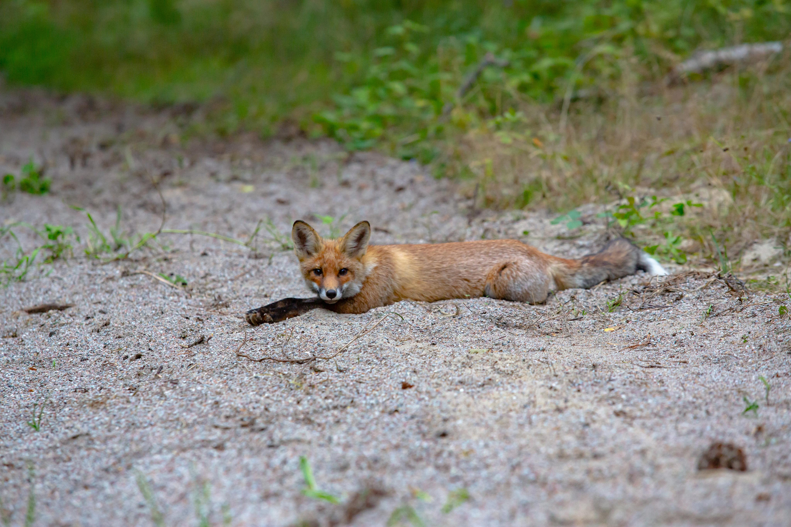 Куршская Коса. Photographer Sonkina Tatiana (Tanya Ash)