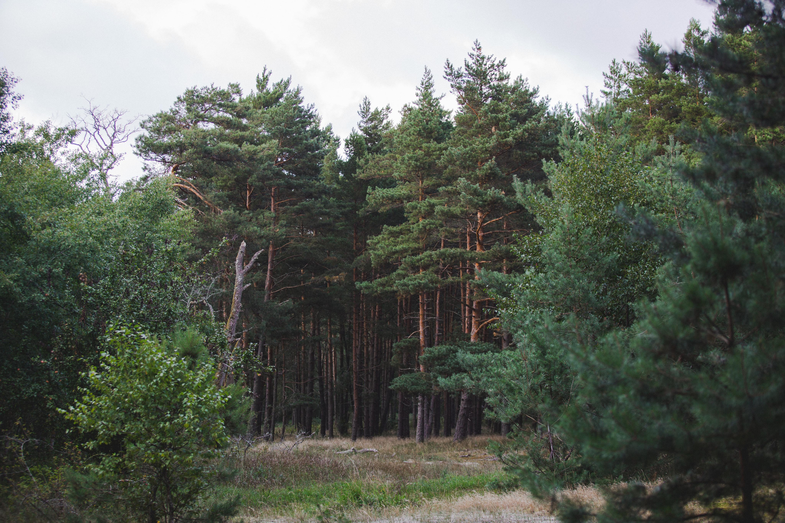 Куршская Коса. Photographer Sonkina Tatiana (Tanya Ash)