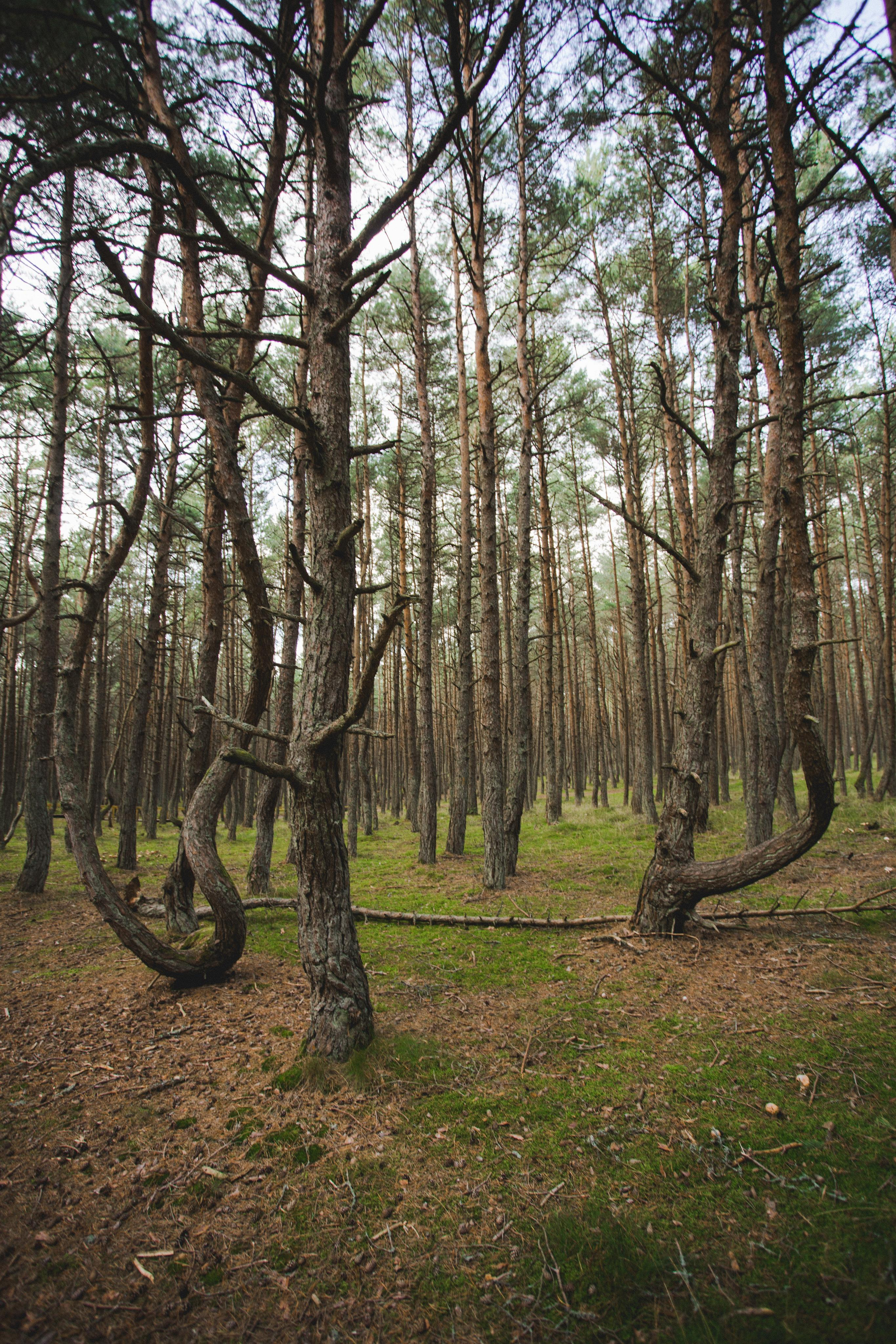Куршская Коса. Photographer Sonkina Tatiana (Tanya Ash)