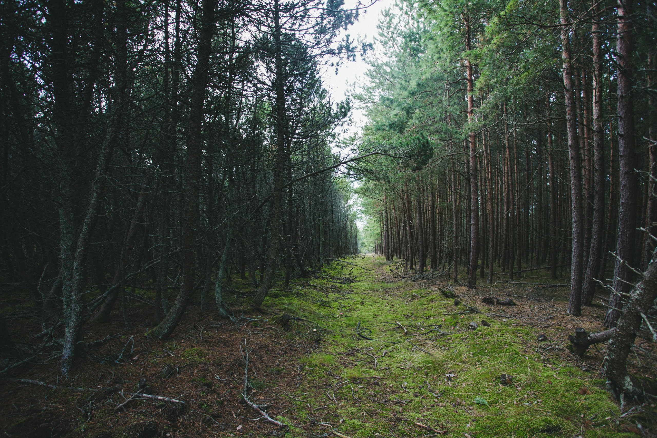 Куршская Коса. Photographer Sonkina Tatiana (Tanya Ash)