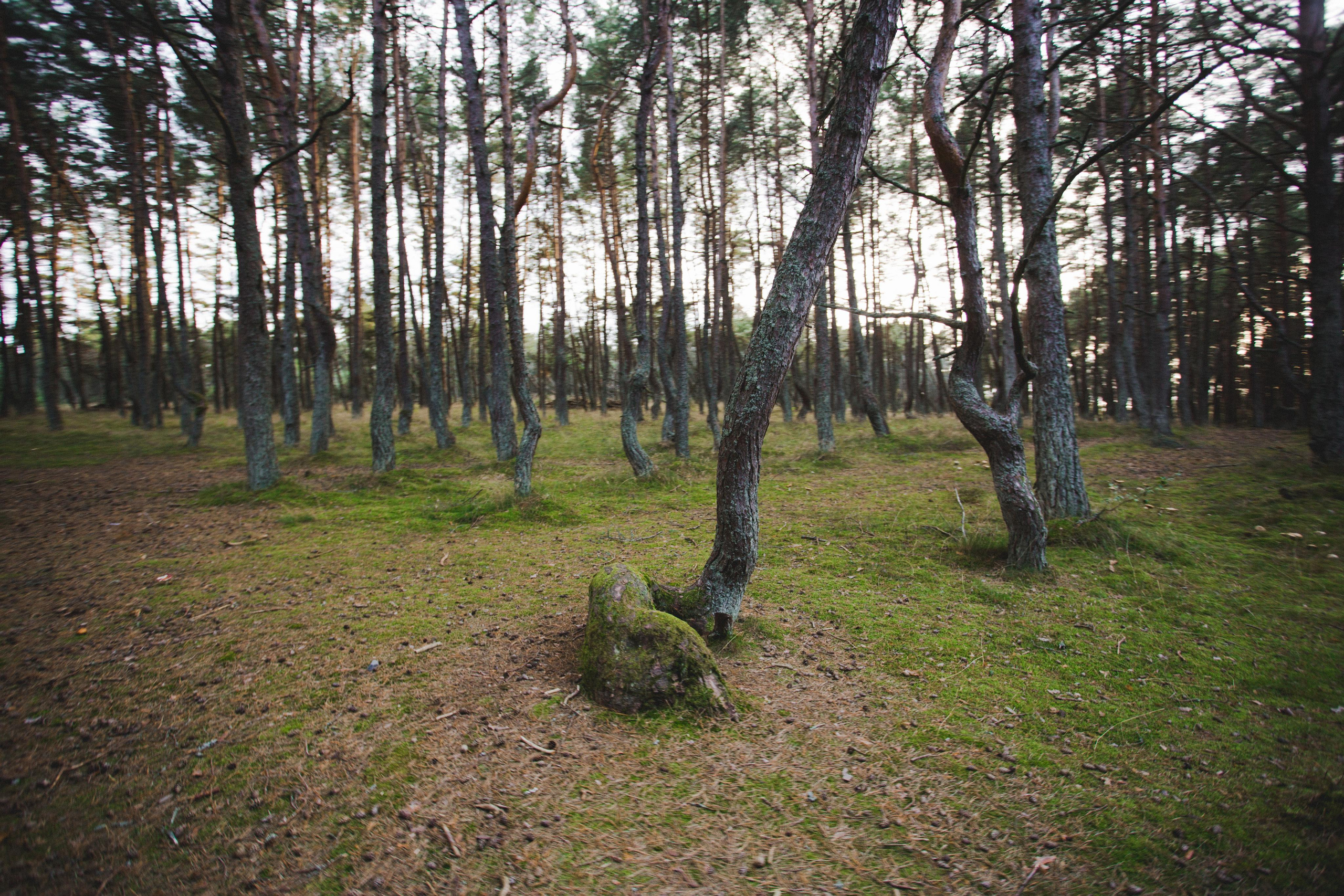 Куршская Коса. Photographer Sonkina Tatiana (Tanya Ash)