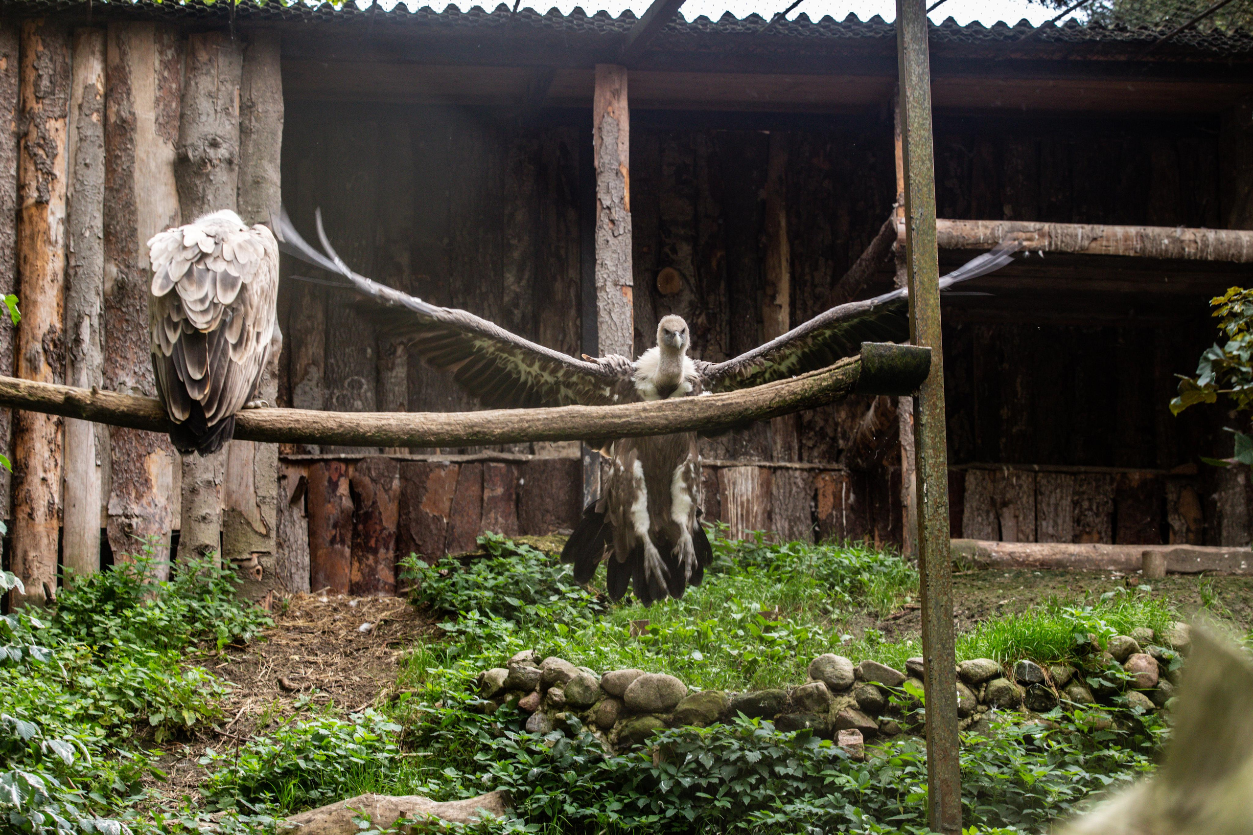 Калининградский зоопарк. Photographer Sonkina Tatiana (Tanya Ash)