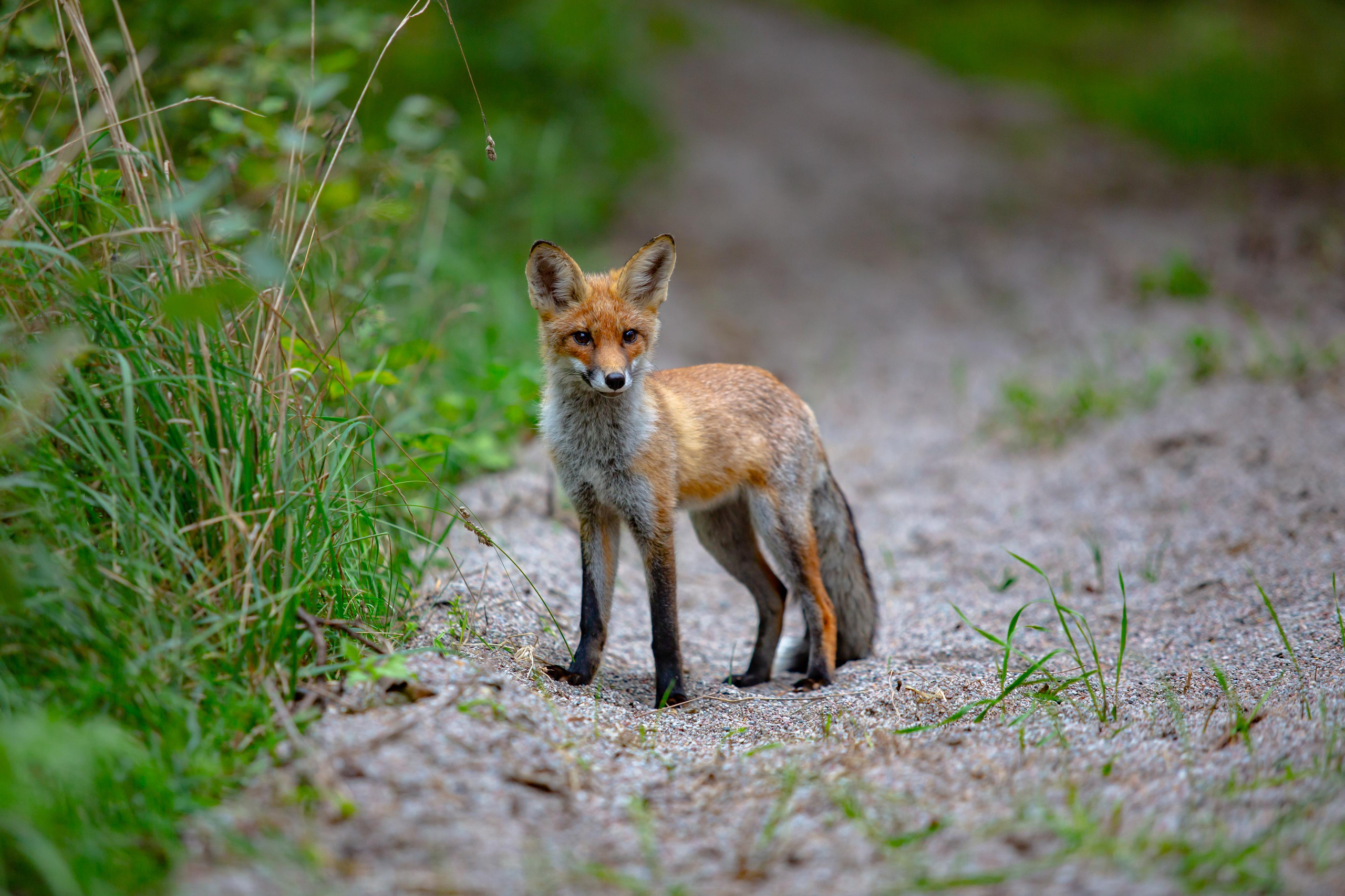Куршская Коса. Photographer Sonkina Tatiana (Tanya Ash)