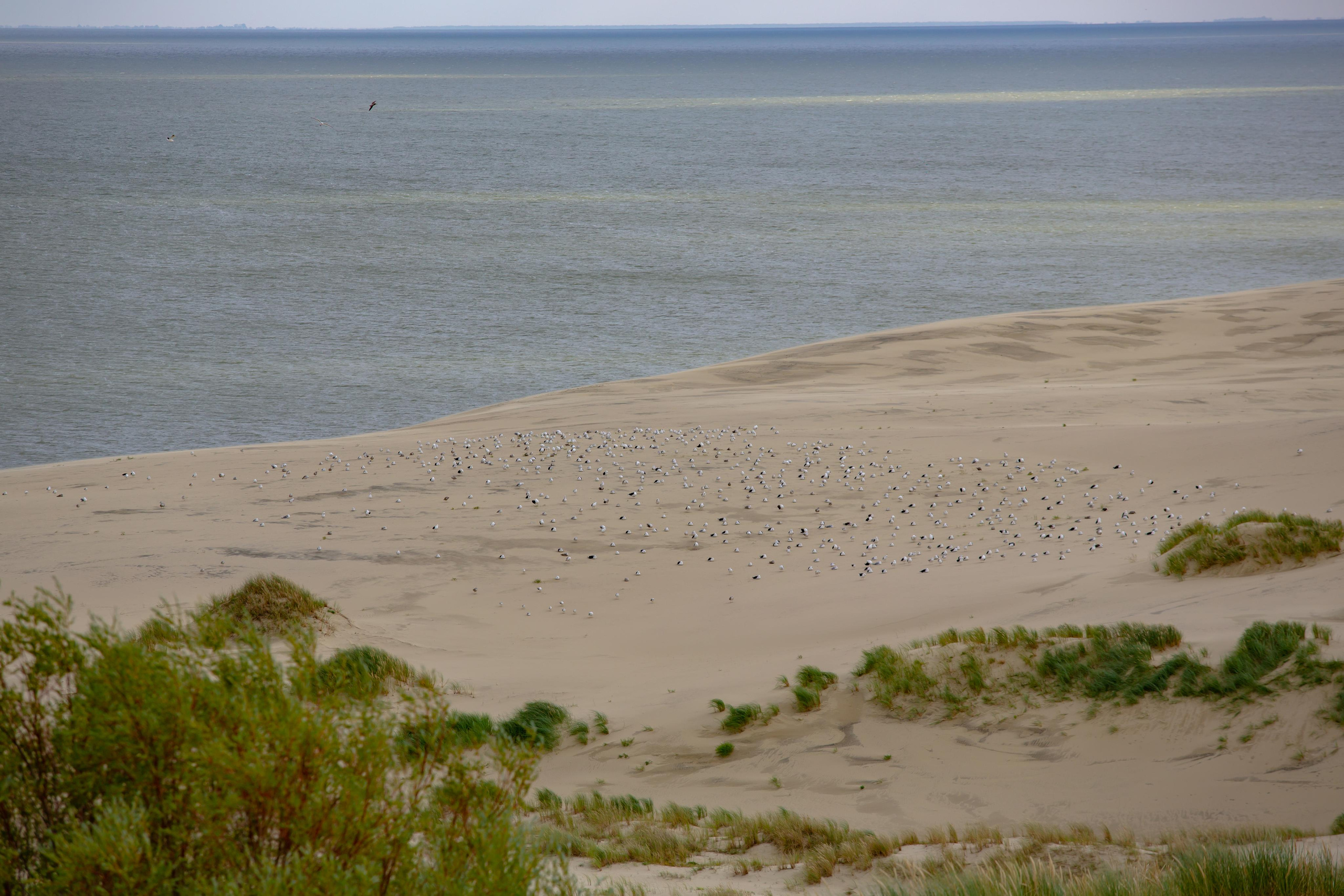 Куршская Коса. Photographer Sonkina Tatiana (Tanya Ash)