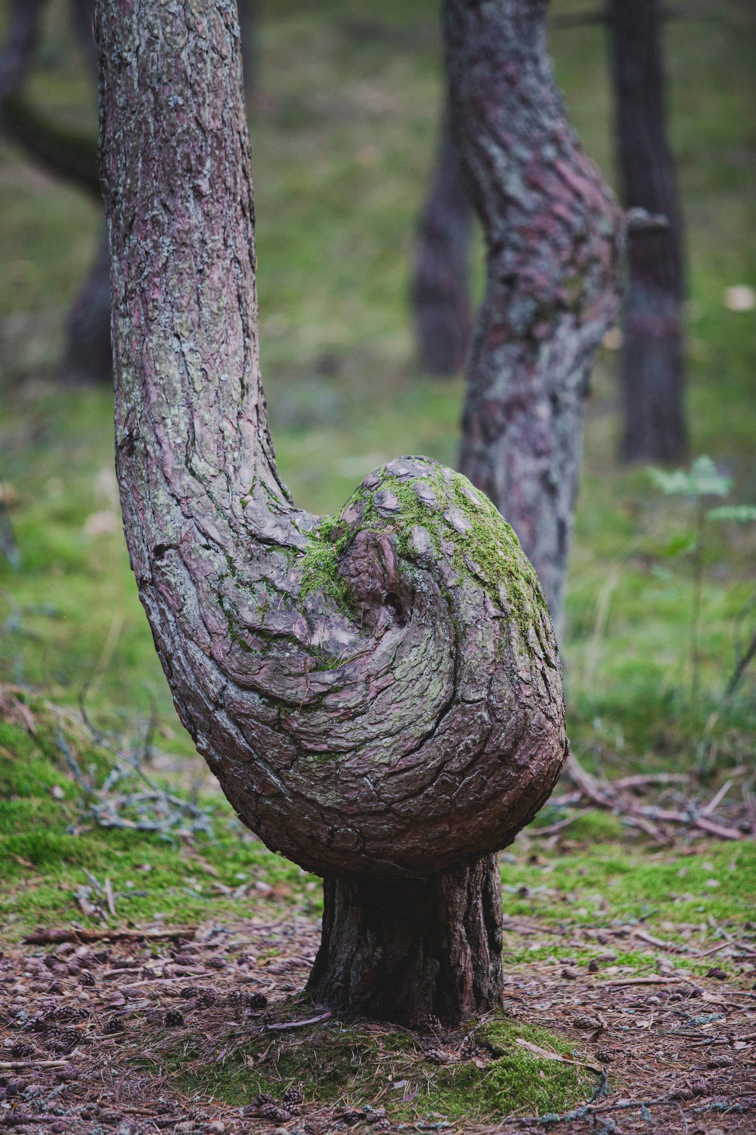 Куршская Коса. Photographer Sonkina Tatiana (Tanya Ash)