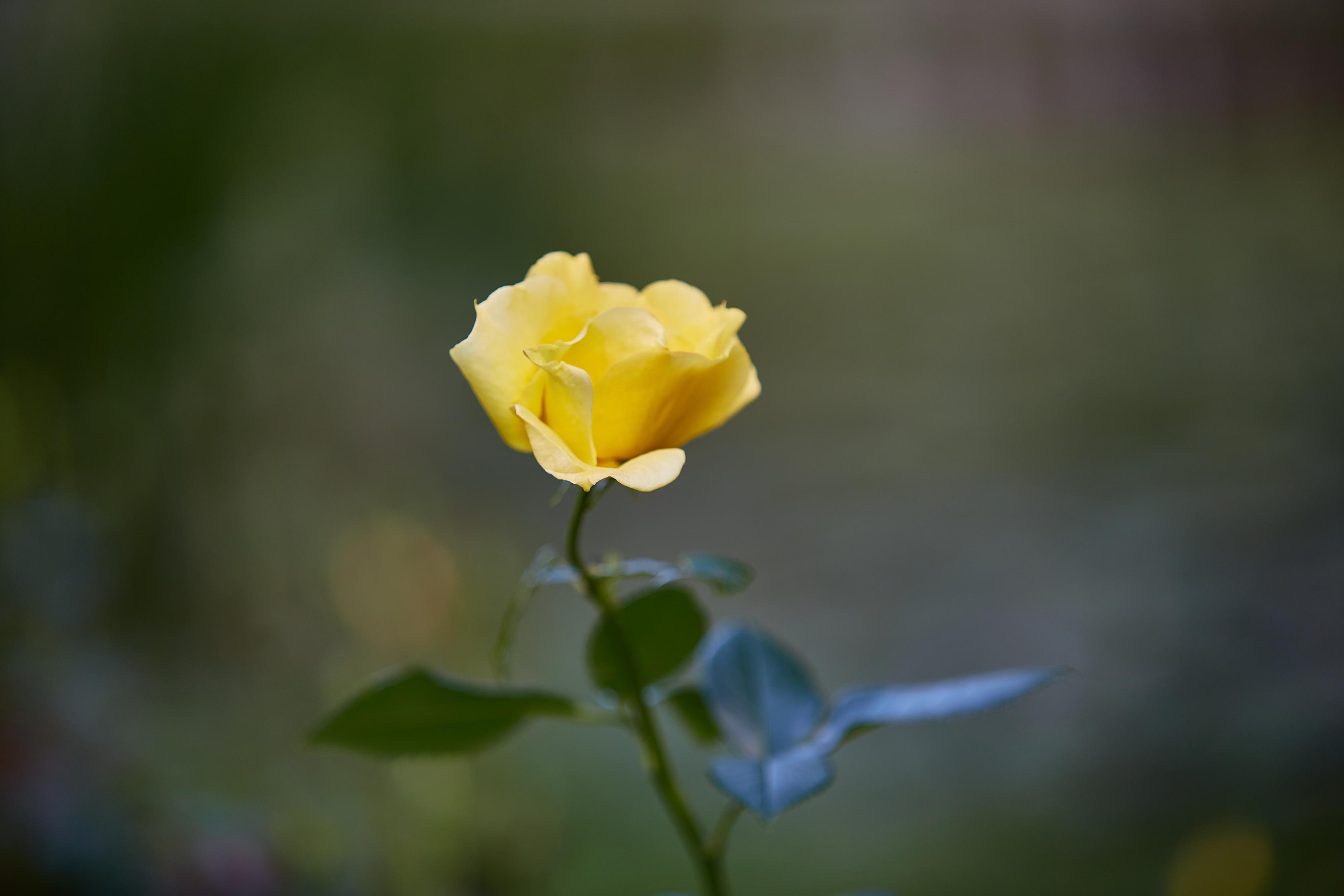 Зеленоградск. Photographer Sonkina Tatiana (Tanya Ash)