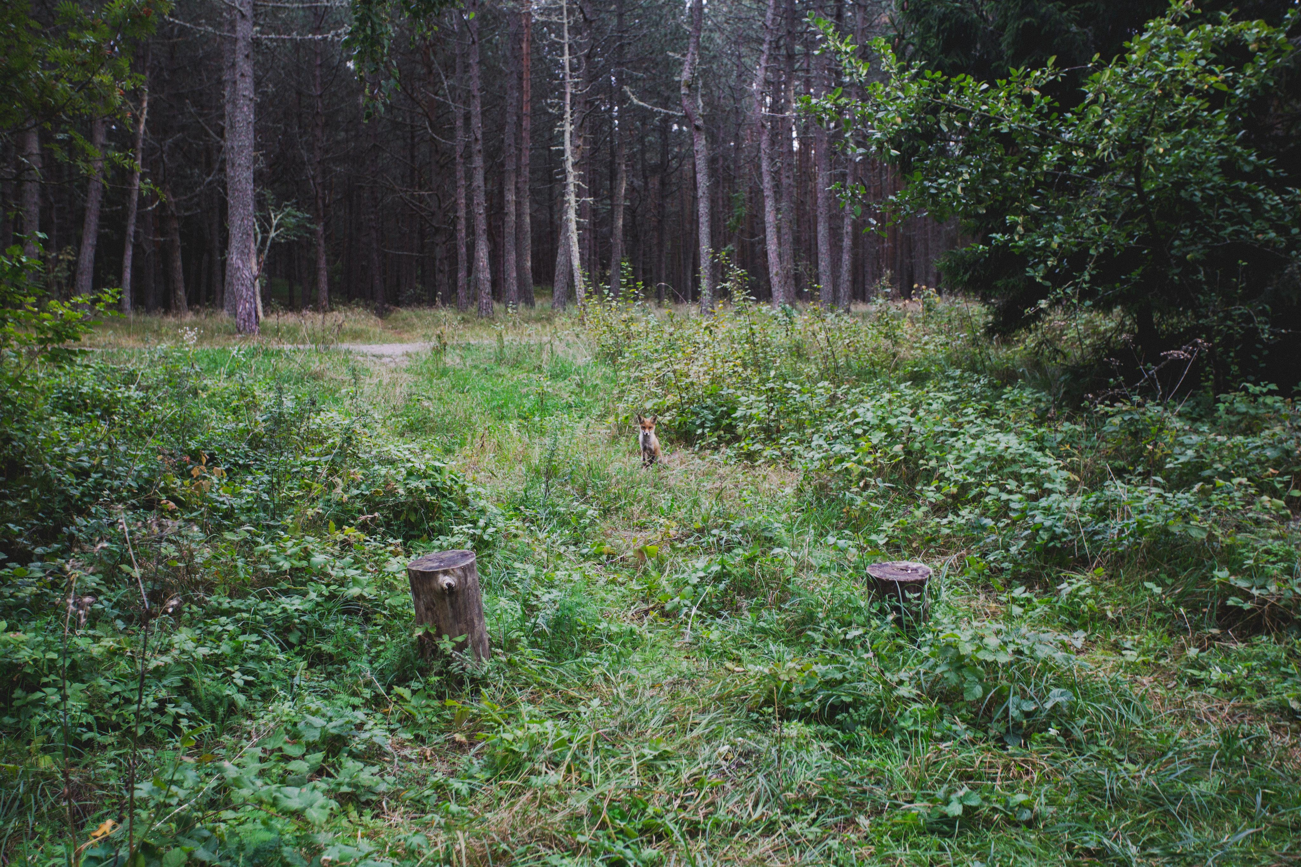 Куршская Коса. Photographer Sonkina Tatiana (Tanya Ash)