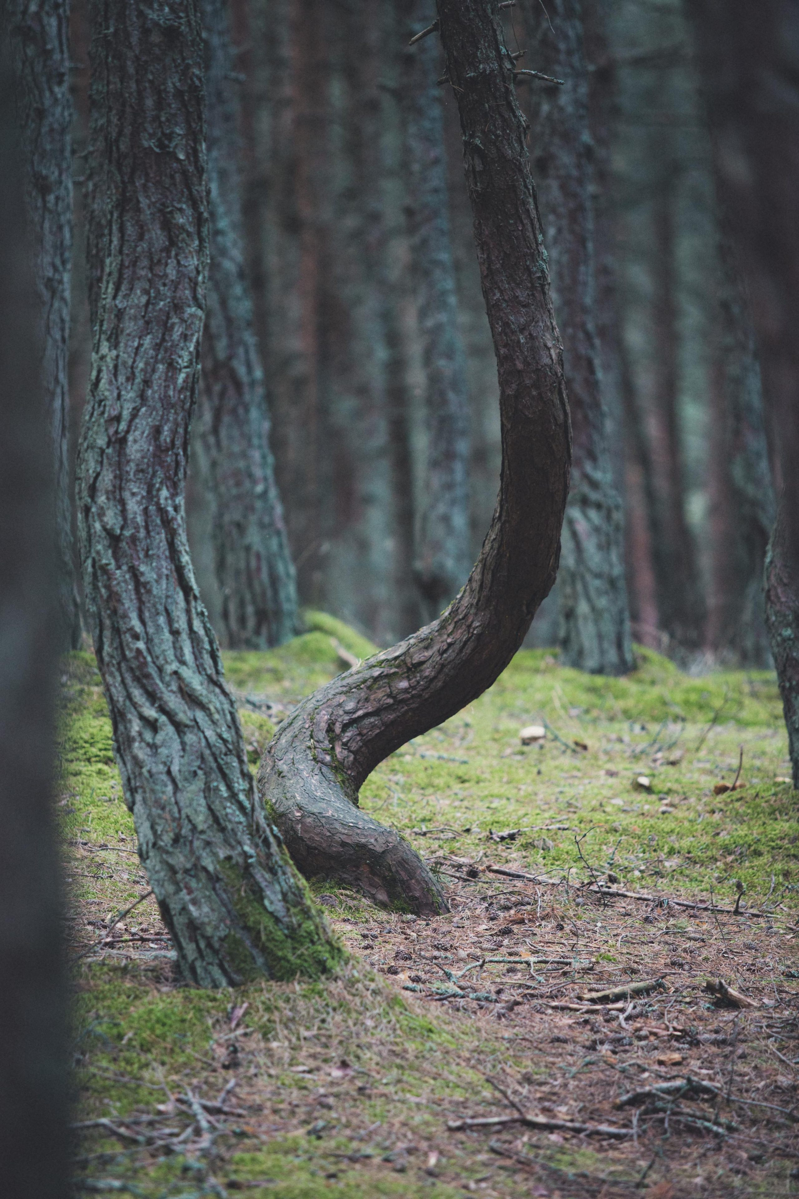 Куршская Коса. Photographer Sonkina Tatiana (Tanya Ash)