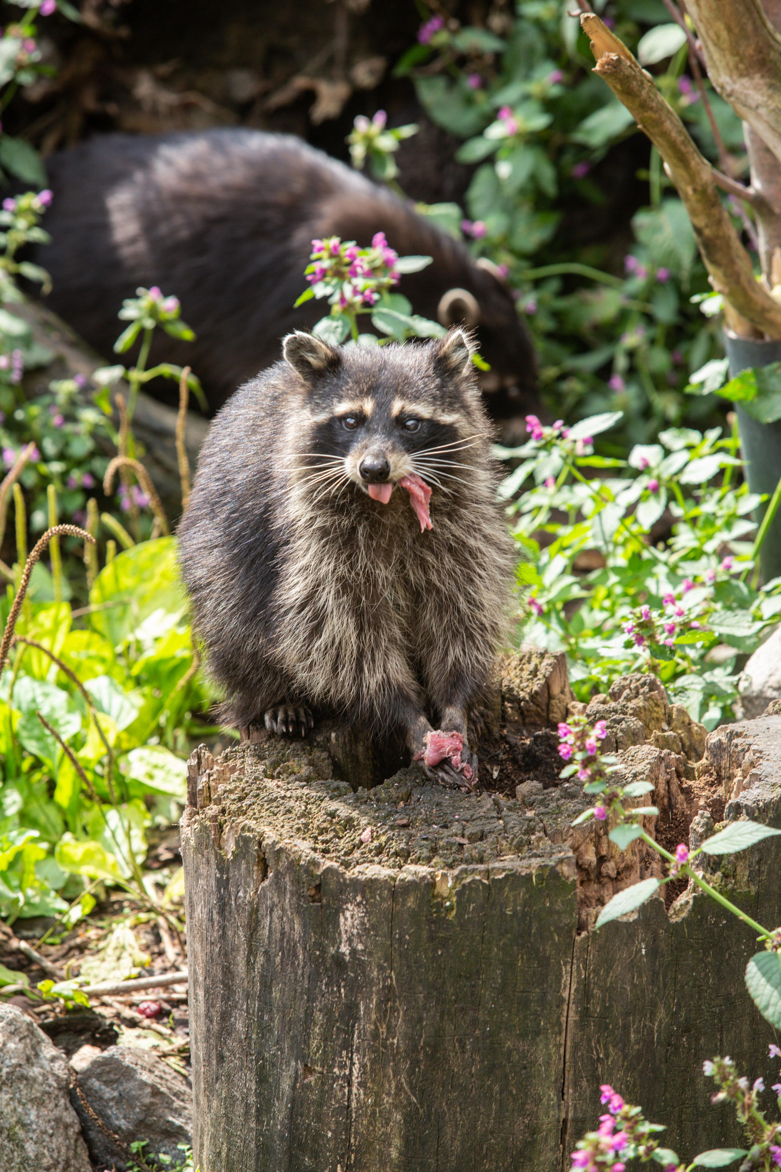 Калининградский зоопарк. Photographer Sonkina Tatiana (Tanya Ash)
