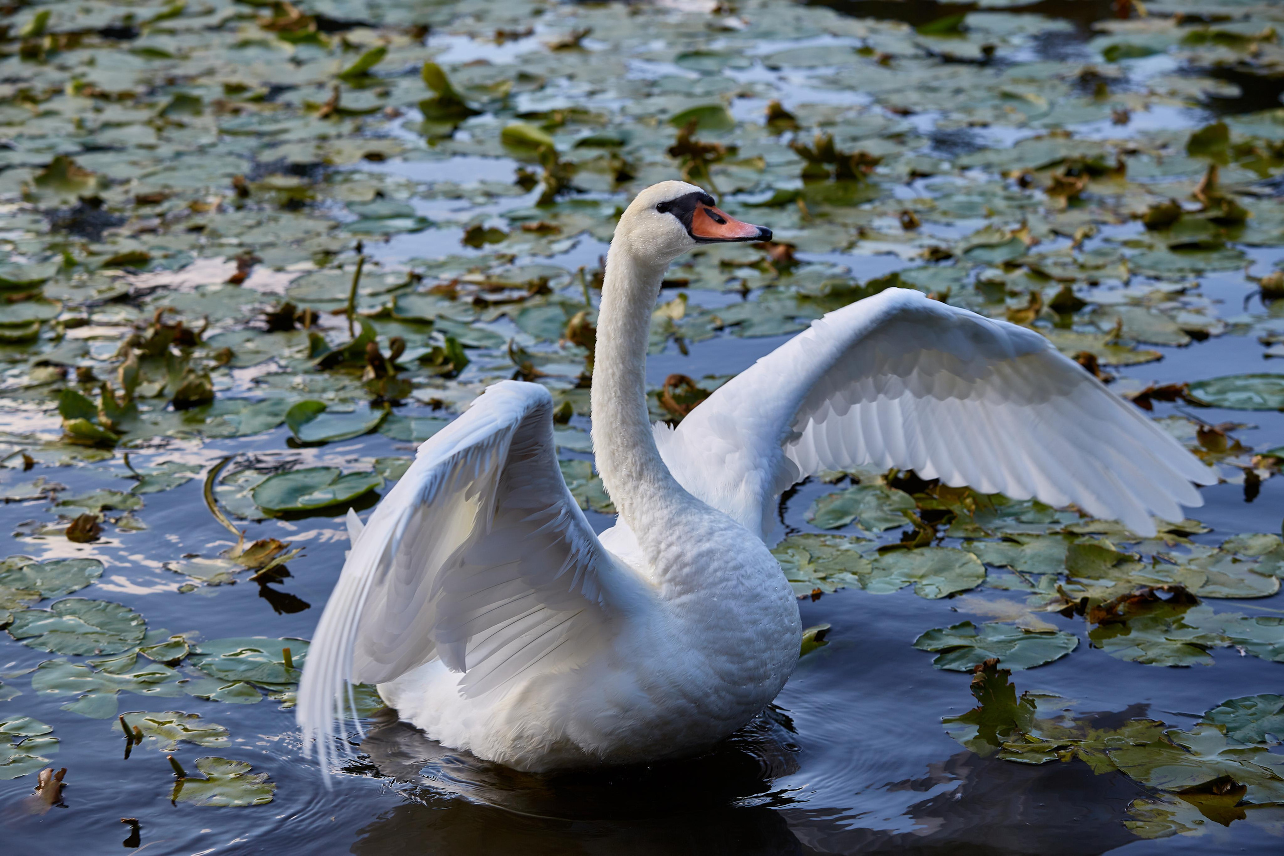 Зеленоградск. Photographer Sonkina Tatiana (Tanya Ash)