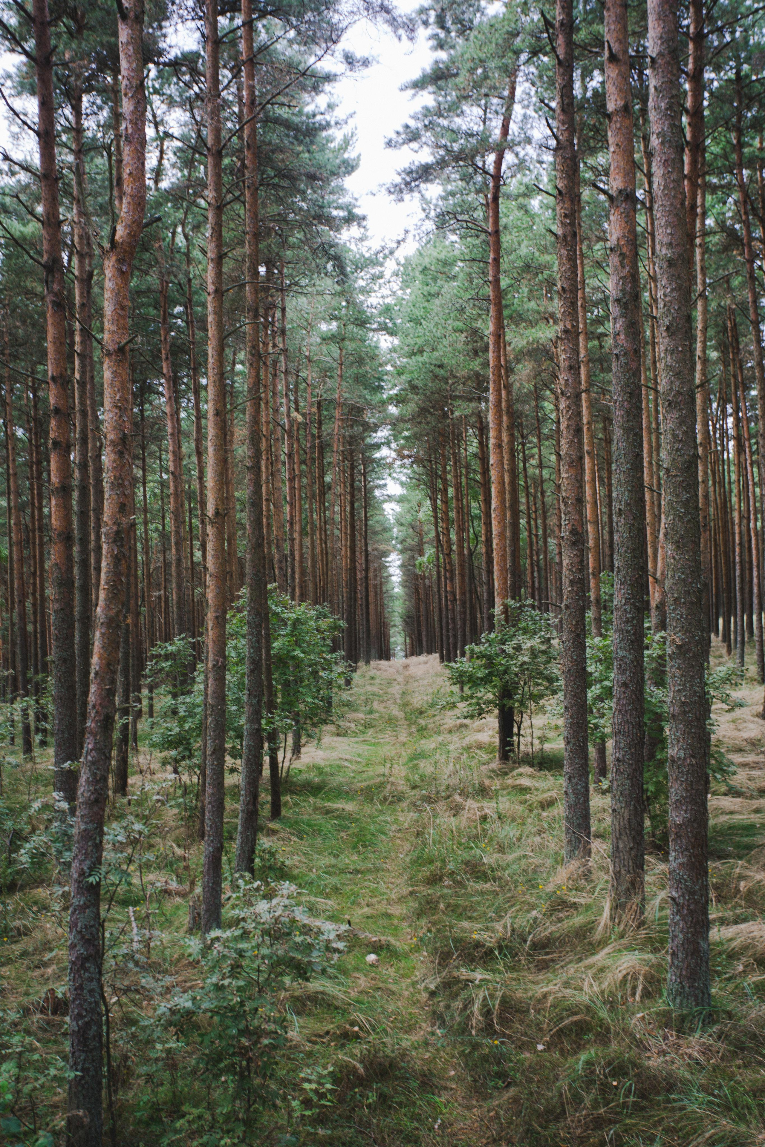 Куршская Коса. Photographer Sonkina Tatiana (Tanya Ash)