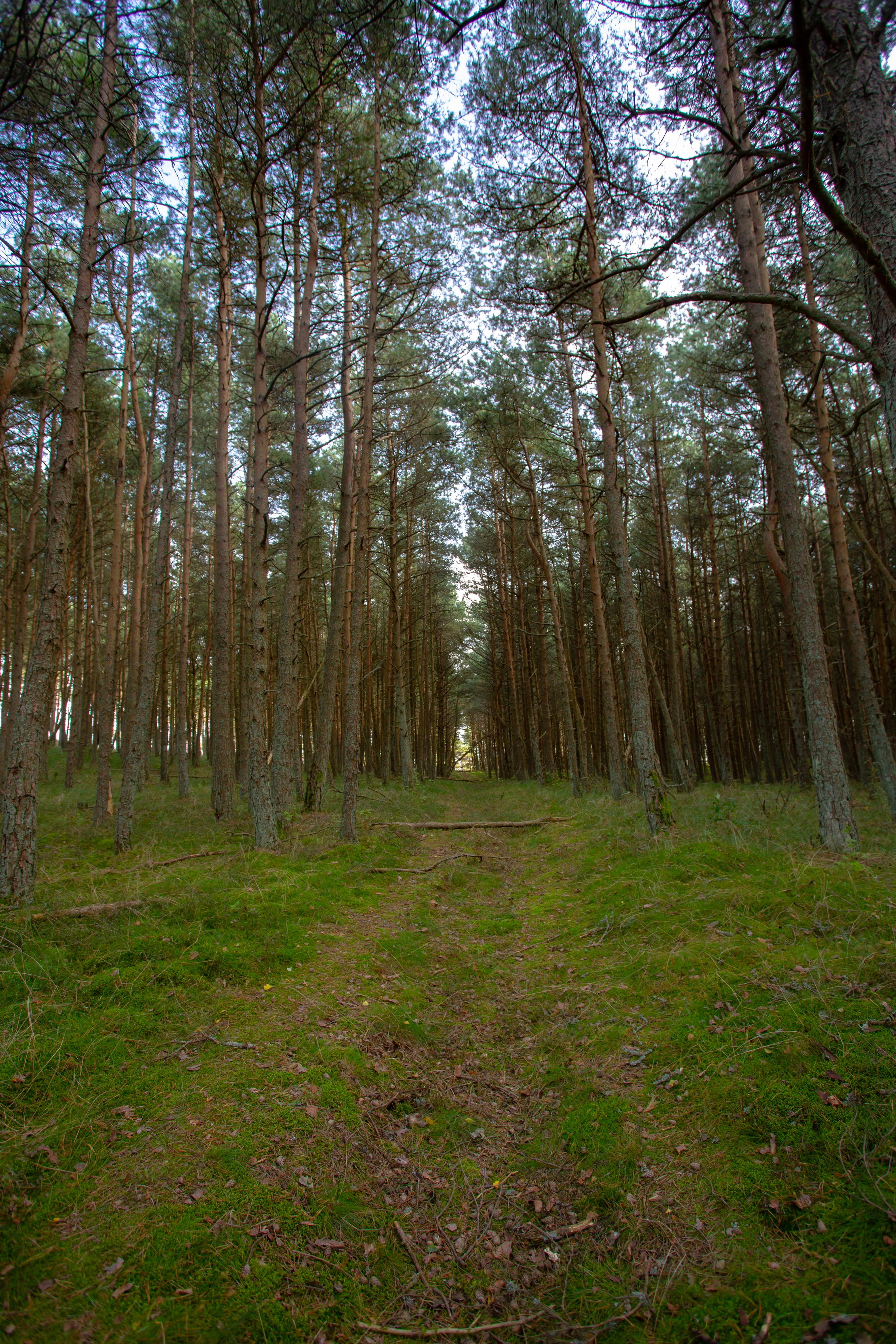 Куршская Коса. Photographer Sonkina Tatiana (Tanya Ash)