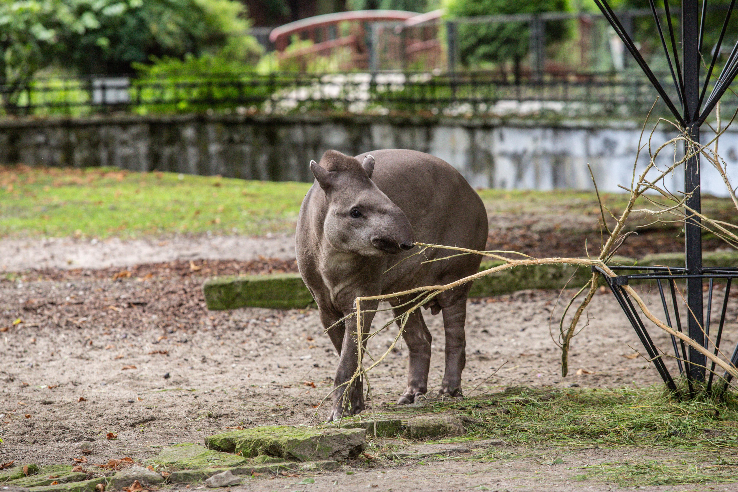 Калининградский зоопарк. Photographer Sonkina Tatiana (Tanya Ash)