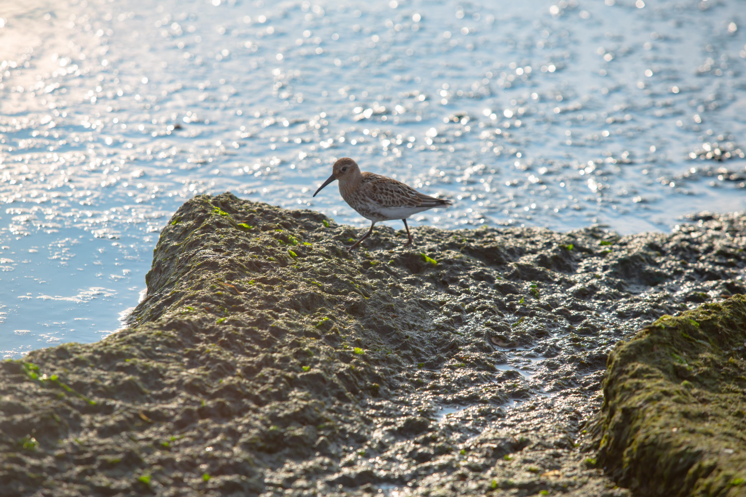 Балтийская Коса. Photographer Sonkina Tatiana (Tanya Ash)