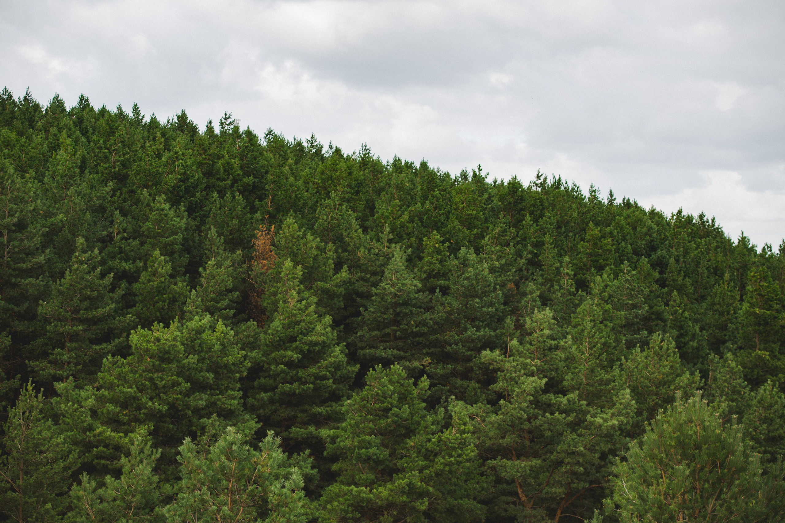 Куршская Коса. Photographer Sonkina Tatiana (Tanya Ash)