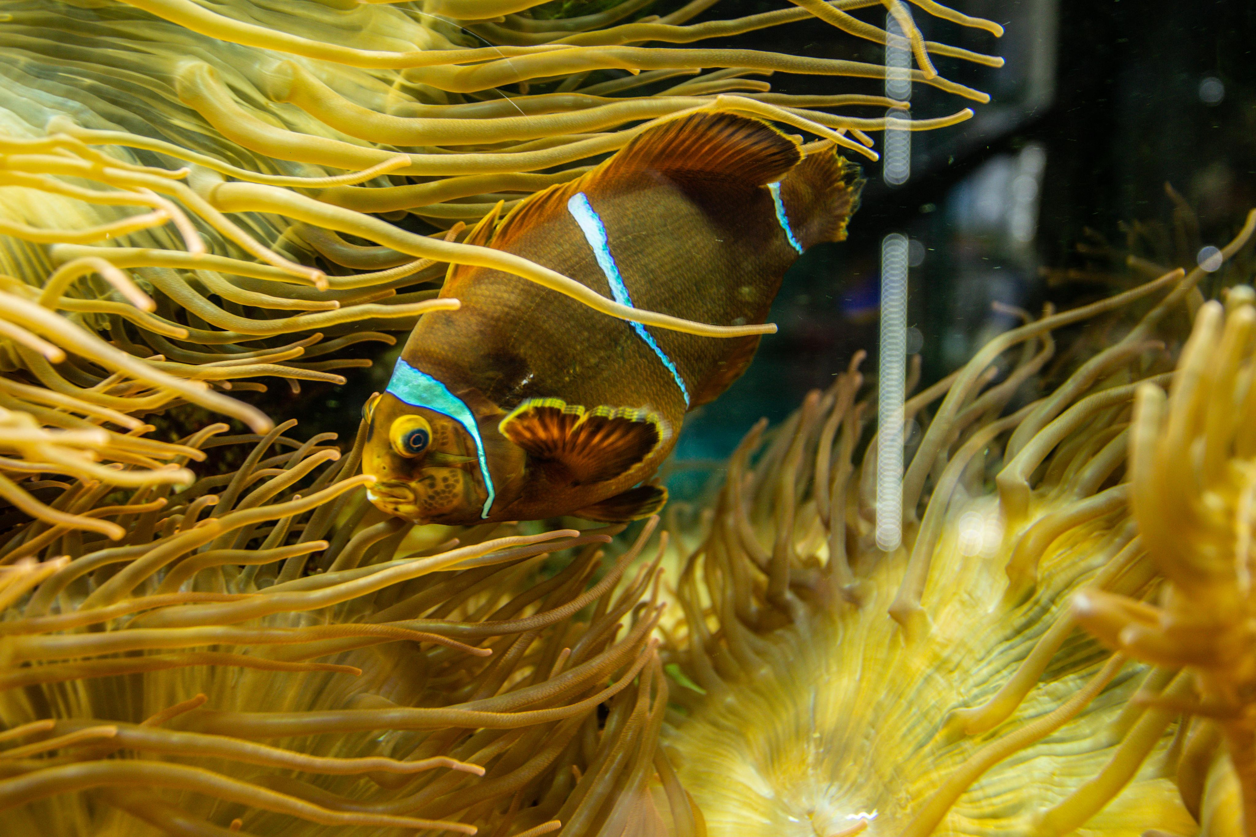 Калининградский зоопарк. Photographer Sonkina Tatiana (Tanya Ash)