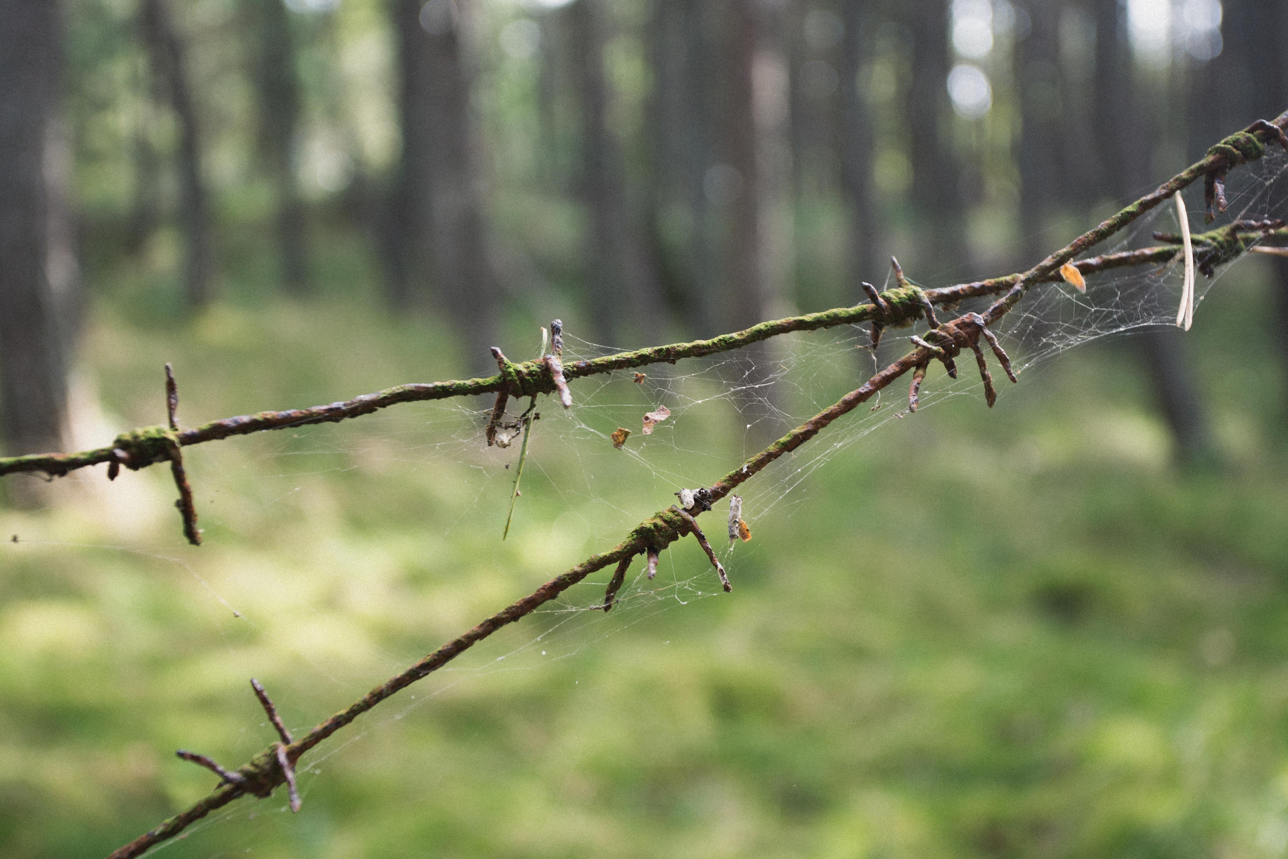 Куршская Коса. Photographer Sonkina Tatiana (Tanya Ash)