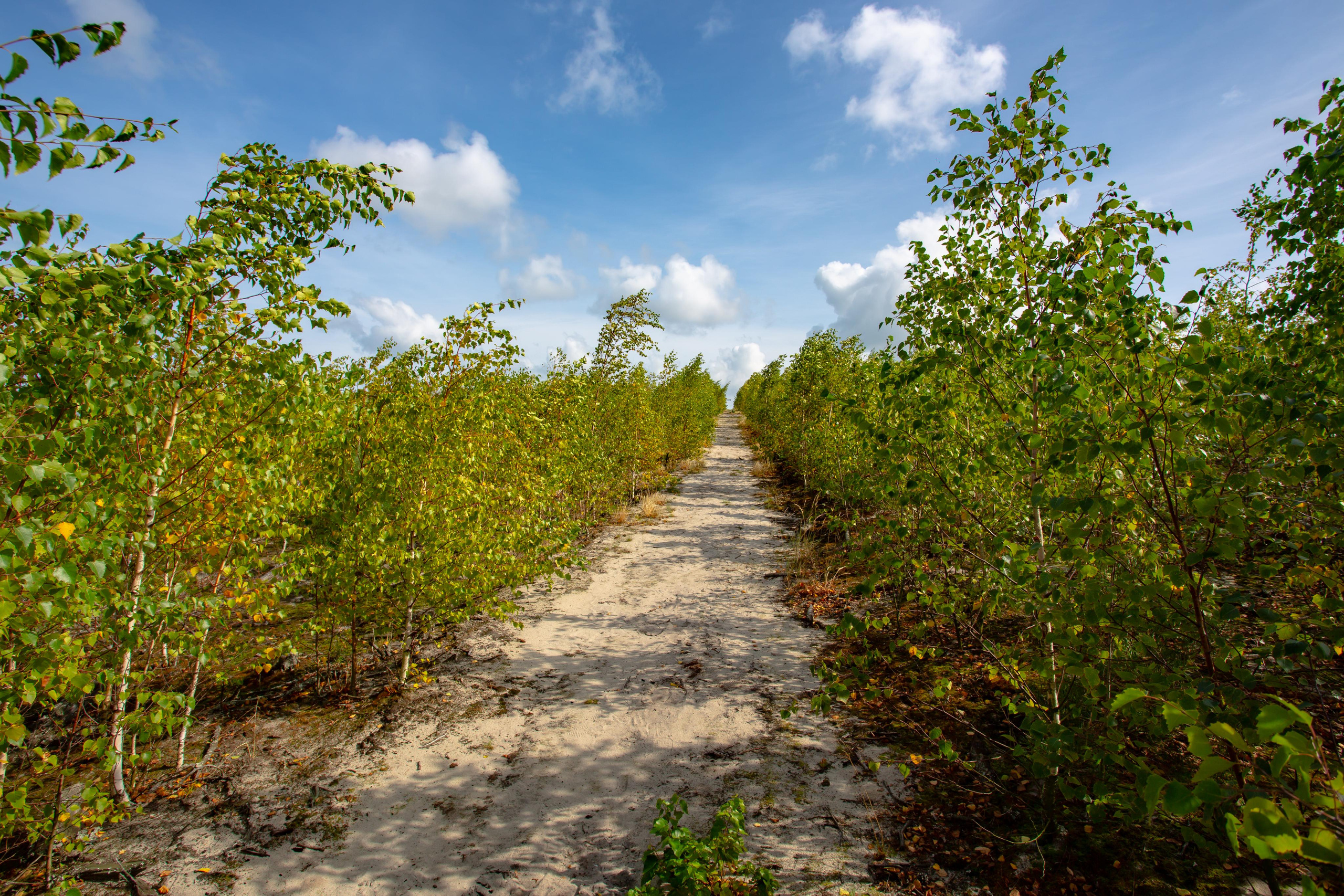Куршская Коса. Photographer Sonkina Tatiana (Tanya Ash)