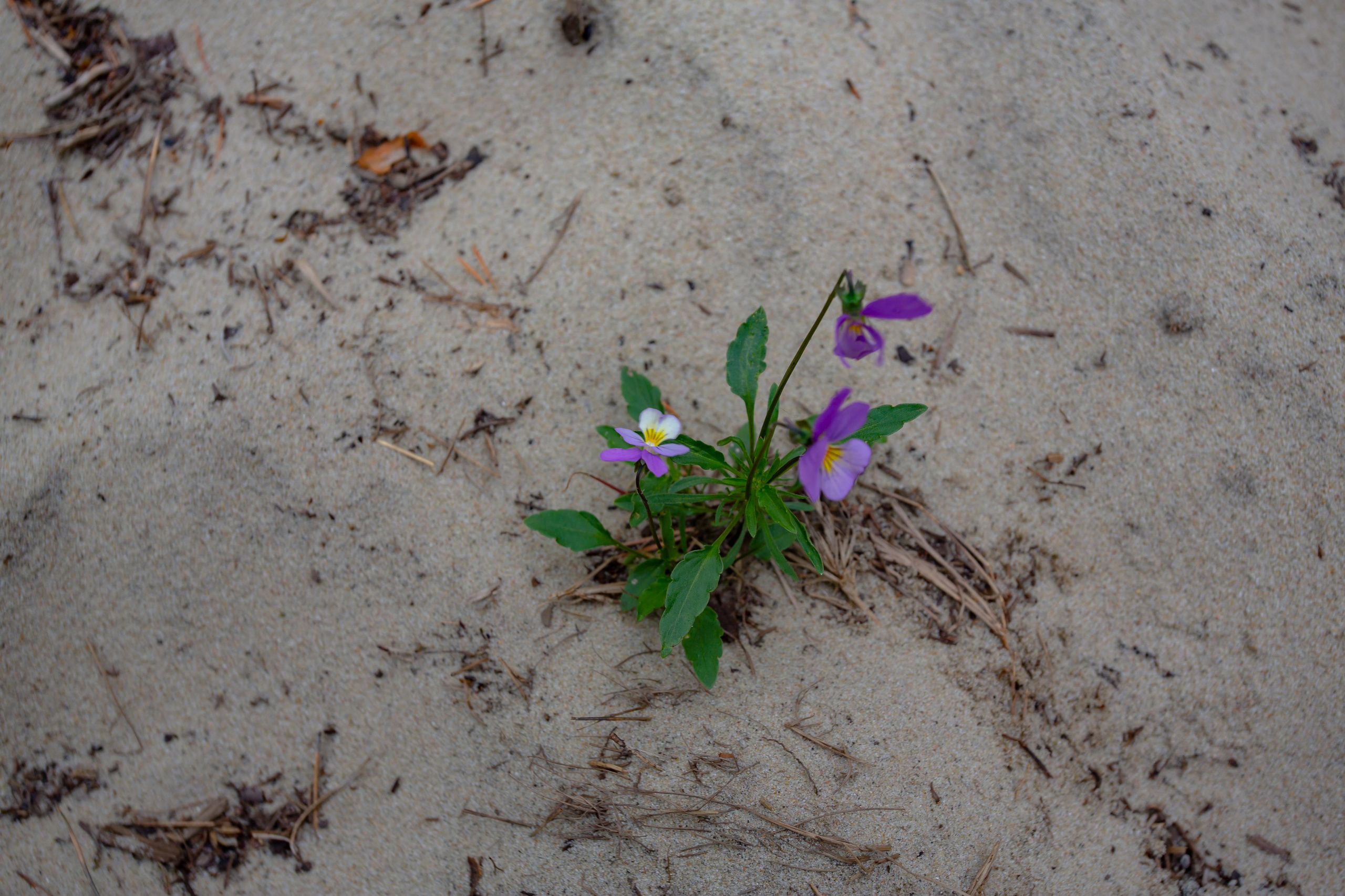 Куршская Коса. Photographer Sonkina Tatiana (Tanya Ash)