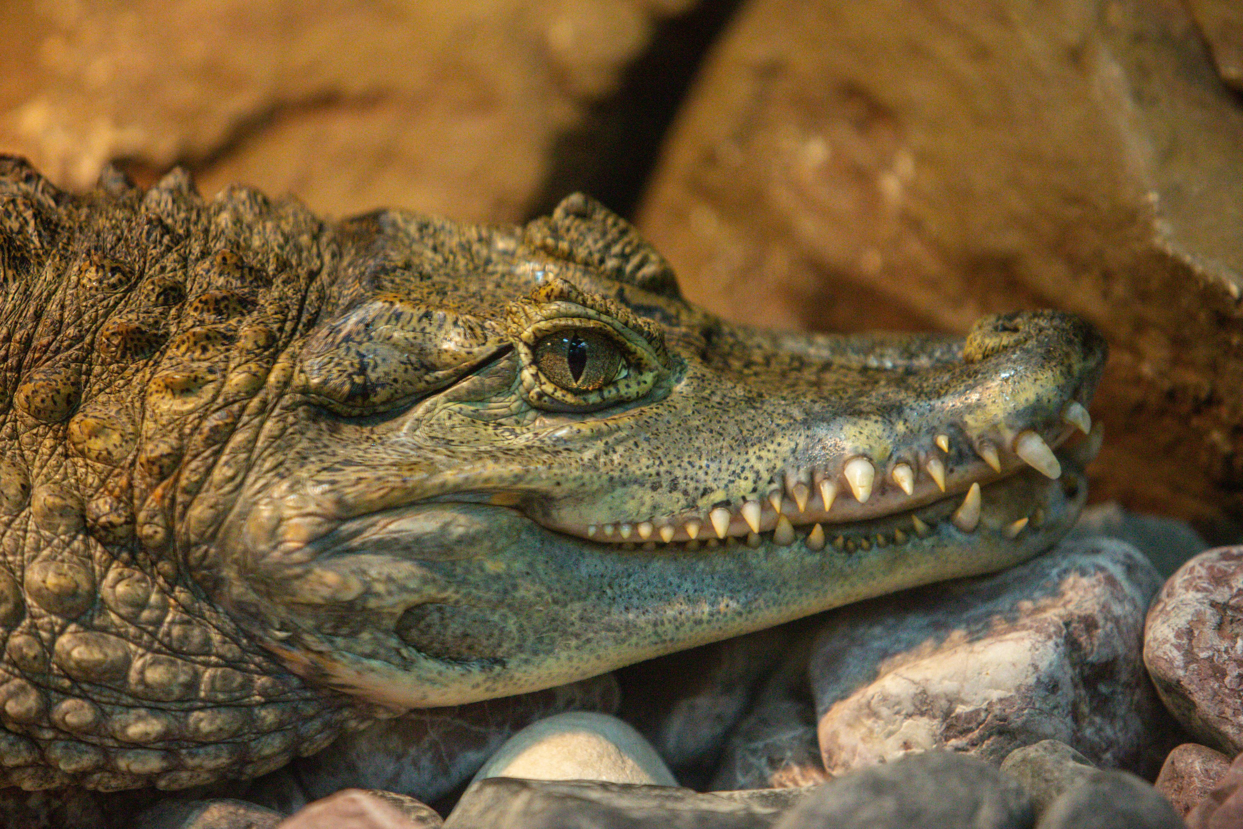 Калининградский зоопарк. Photographer Sonkina Tatiana (Tanya Ash)