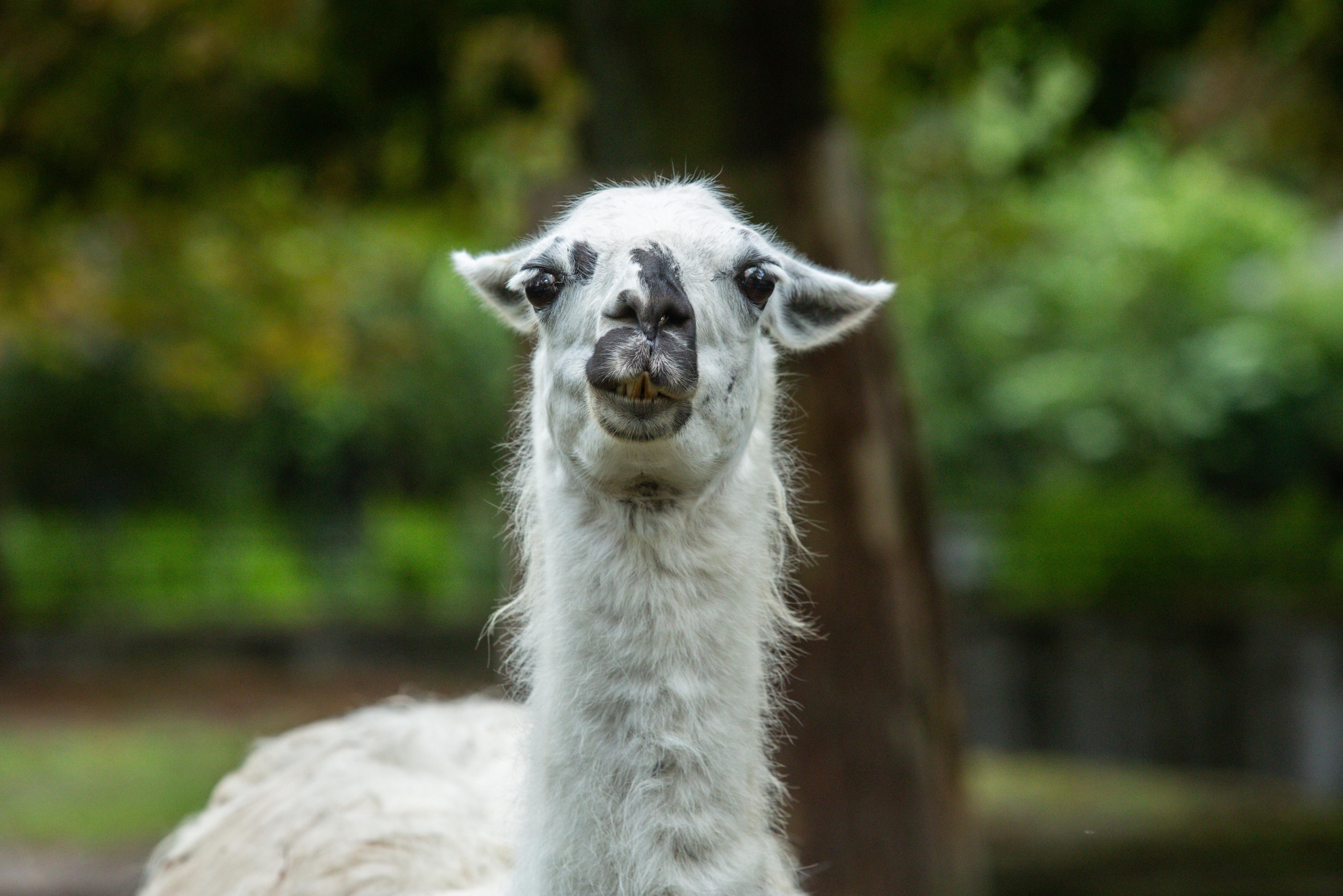 Калининградский зоопарк. Photographer Sonkina Tatiana (Tanya Ash)