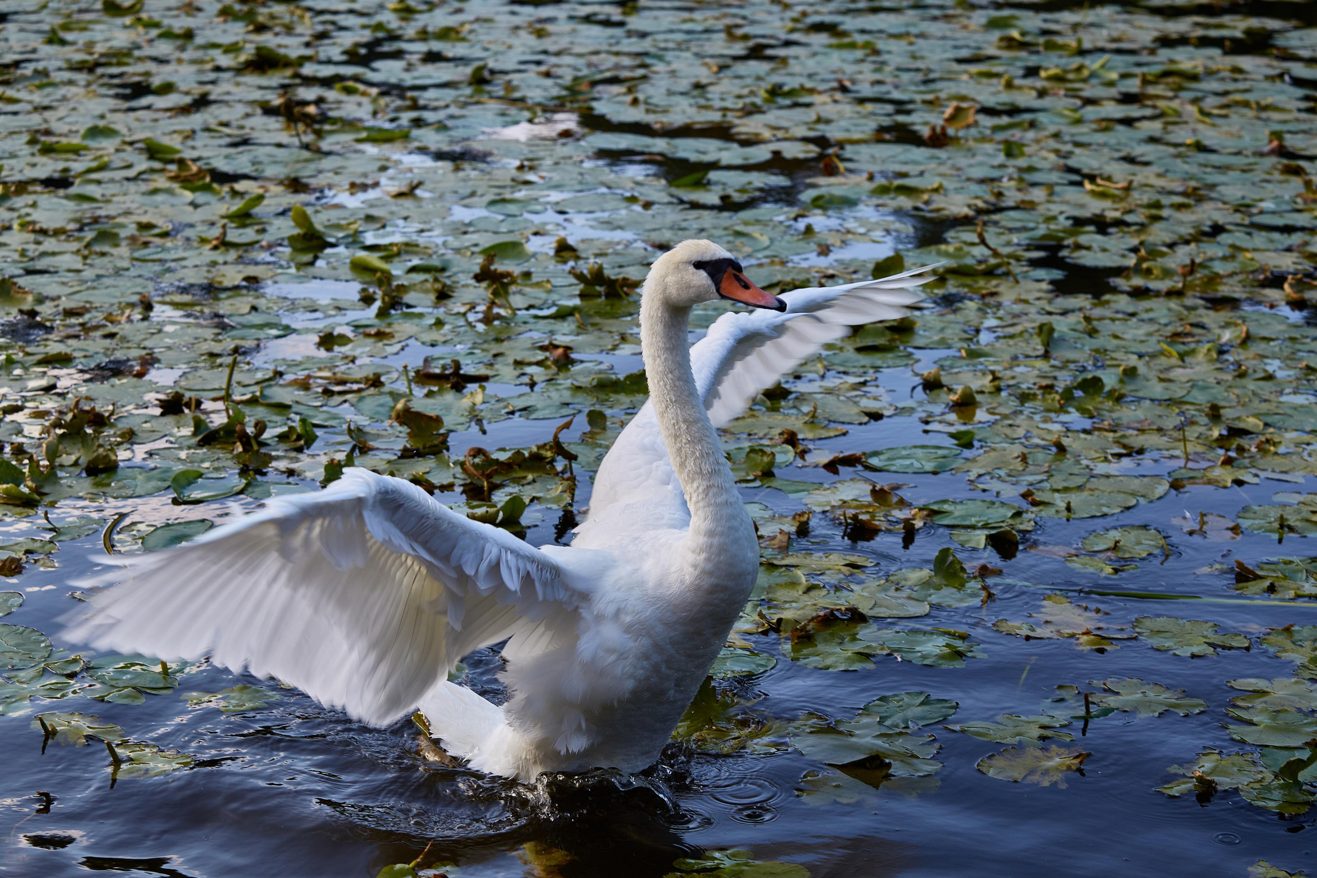 Зеленоградск. Photographer Sonkina Tatiana (Tanya Ash)