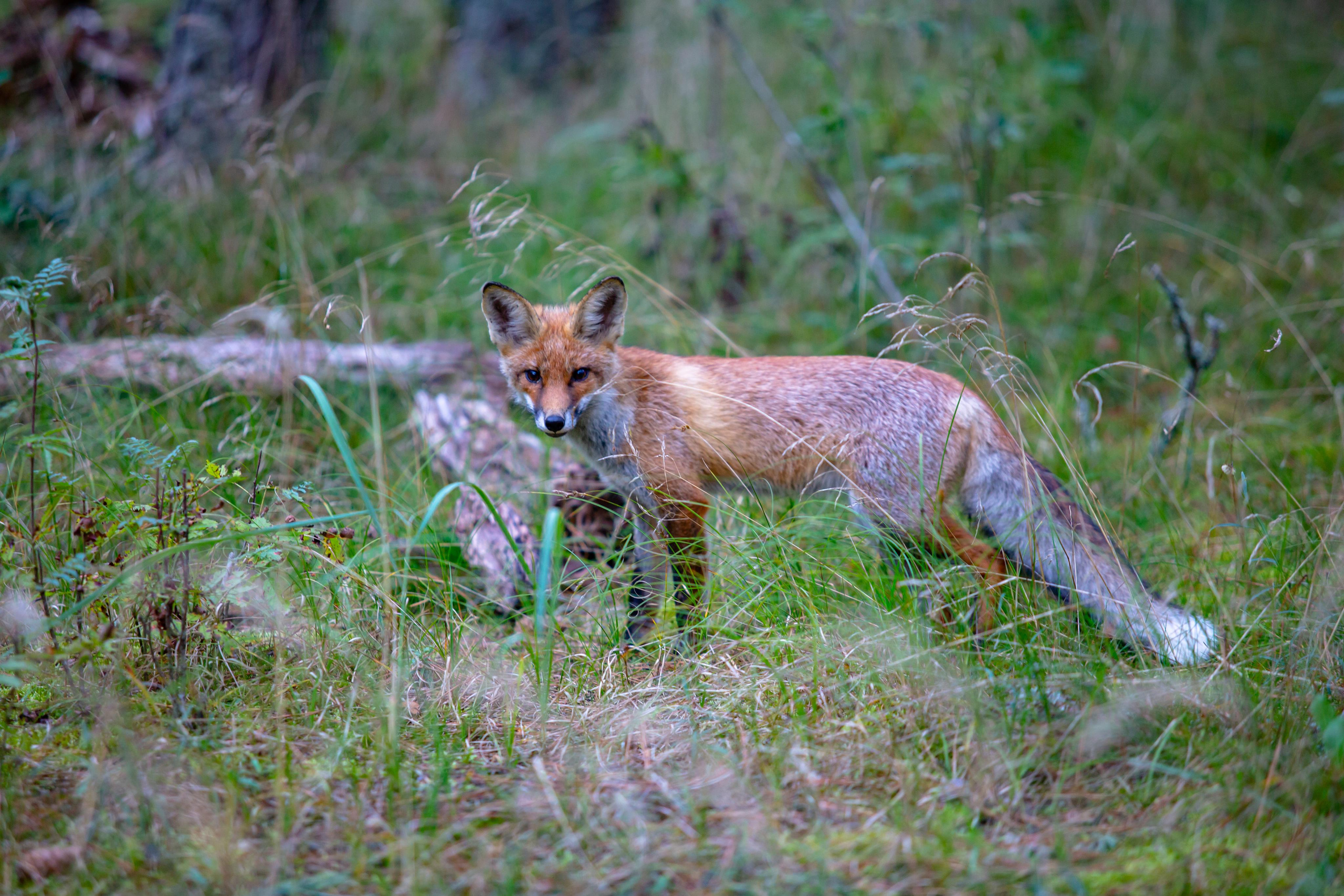 Куршская Коса. Photographer Sonkina Tatiana (Tanya Ash)