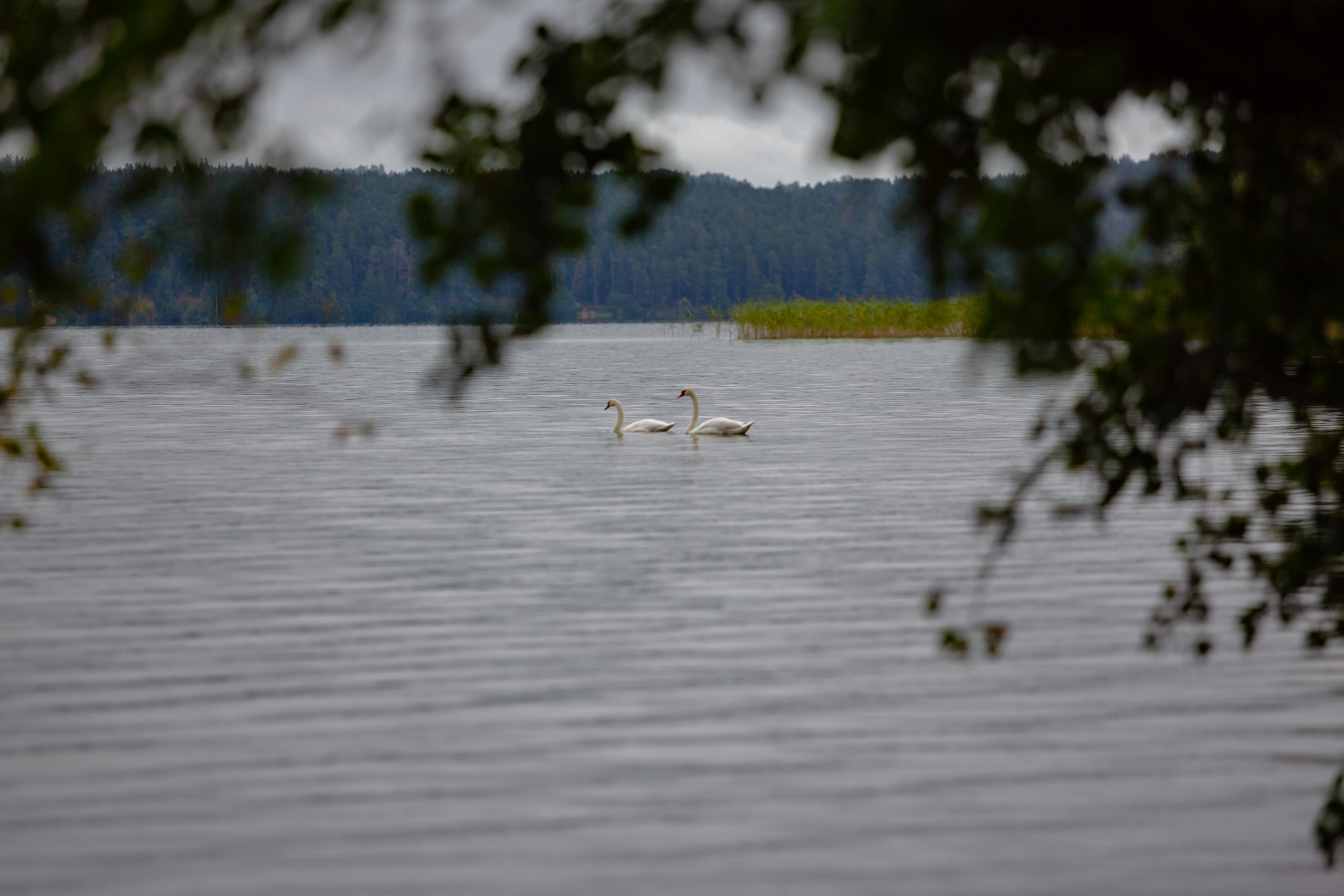 Виштынецкое озеро. Photographer Sonkina Tatiana (Tanya Ash)
